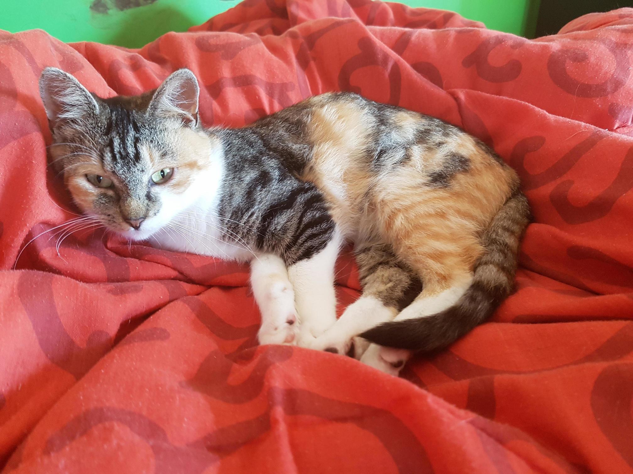 Juno Slept Between Us in the Sheets for the First Time