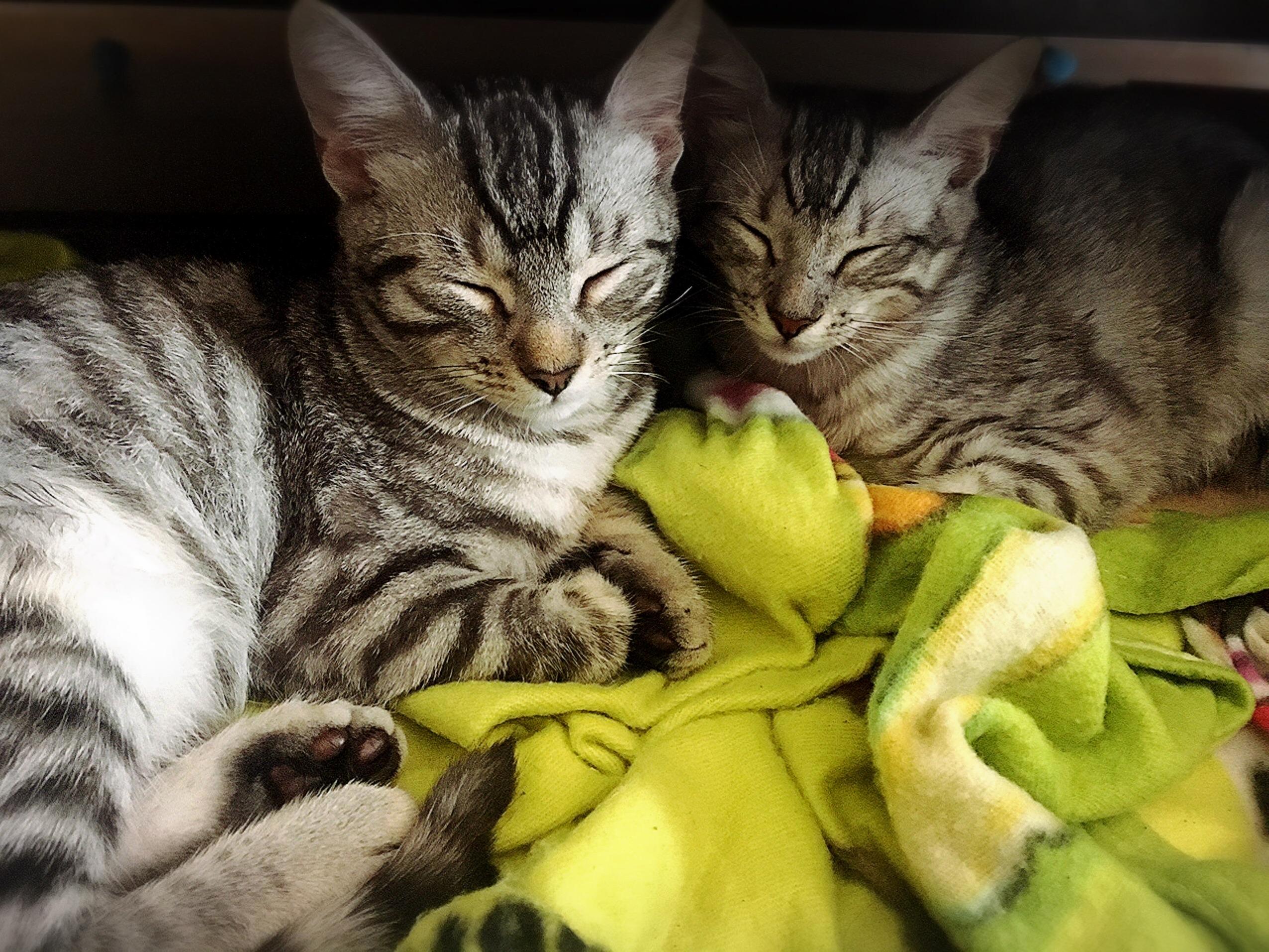 Just Adopted 4 Mo Tigers Cloud and Storm