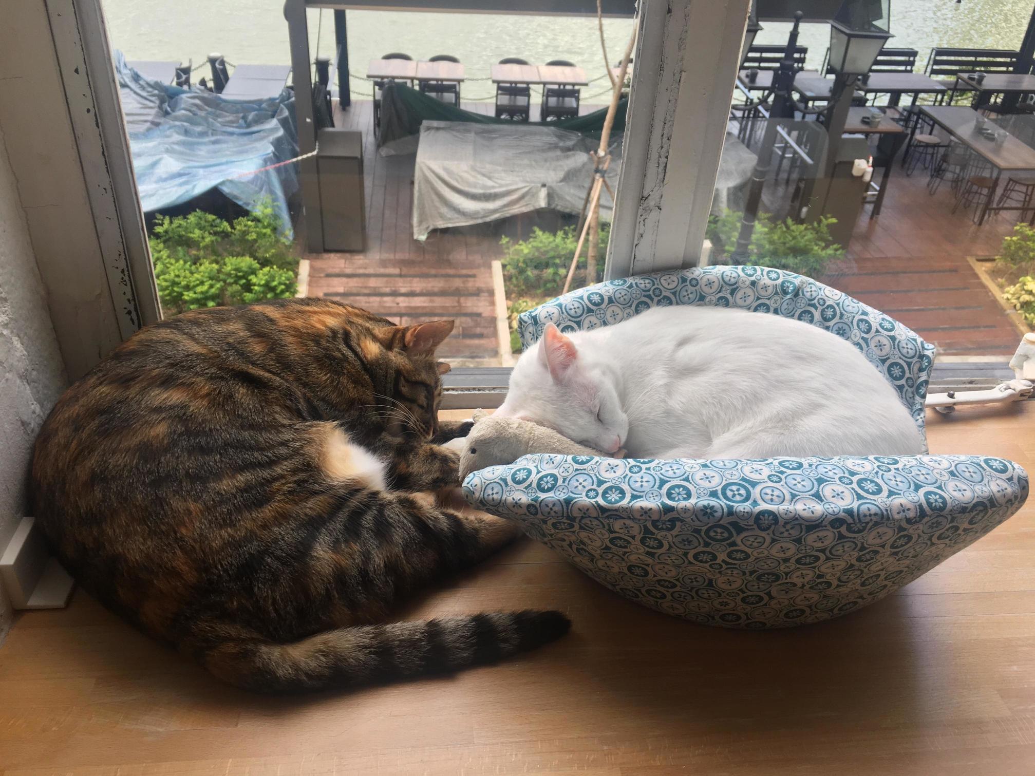 Just Two Cats Sleeping Peacefully Over Weekend