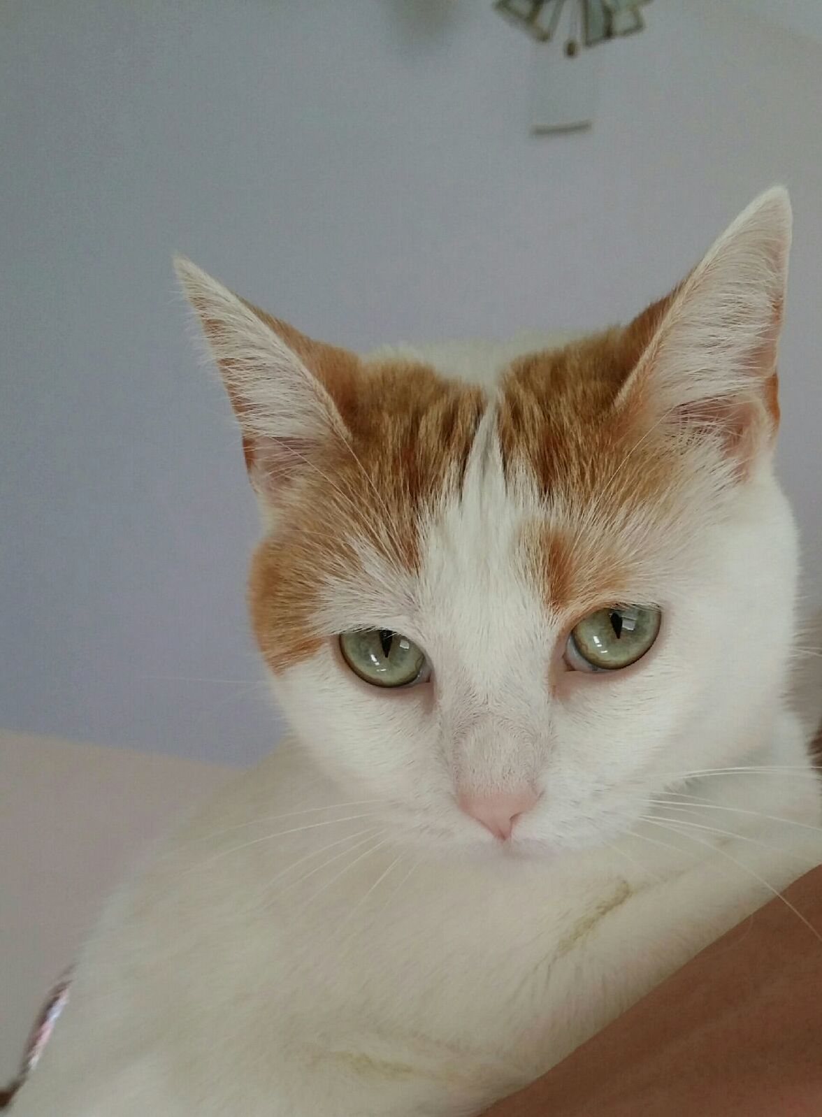 Just Wanted to Share This Amazing Picture of My Friends Cat