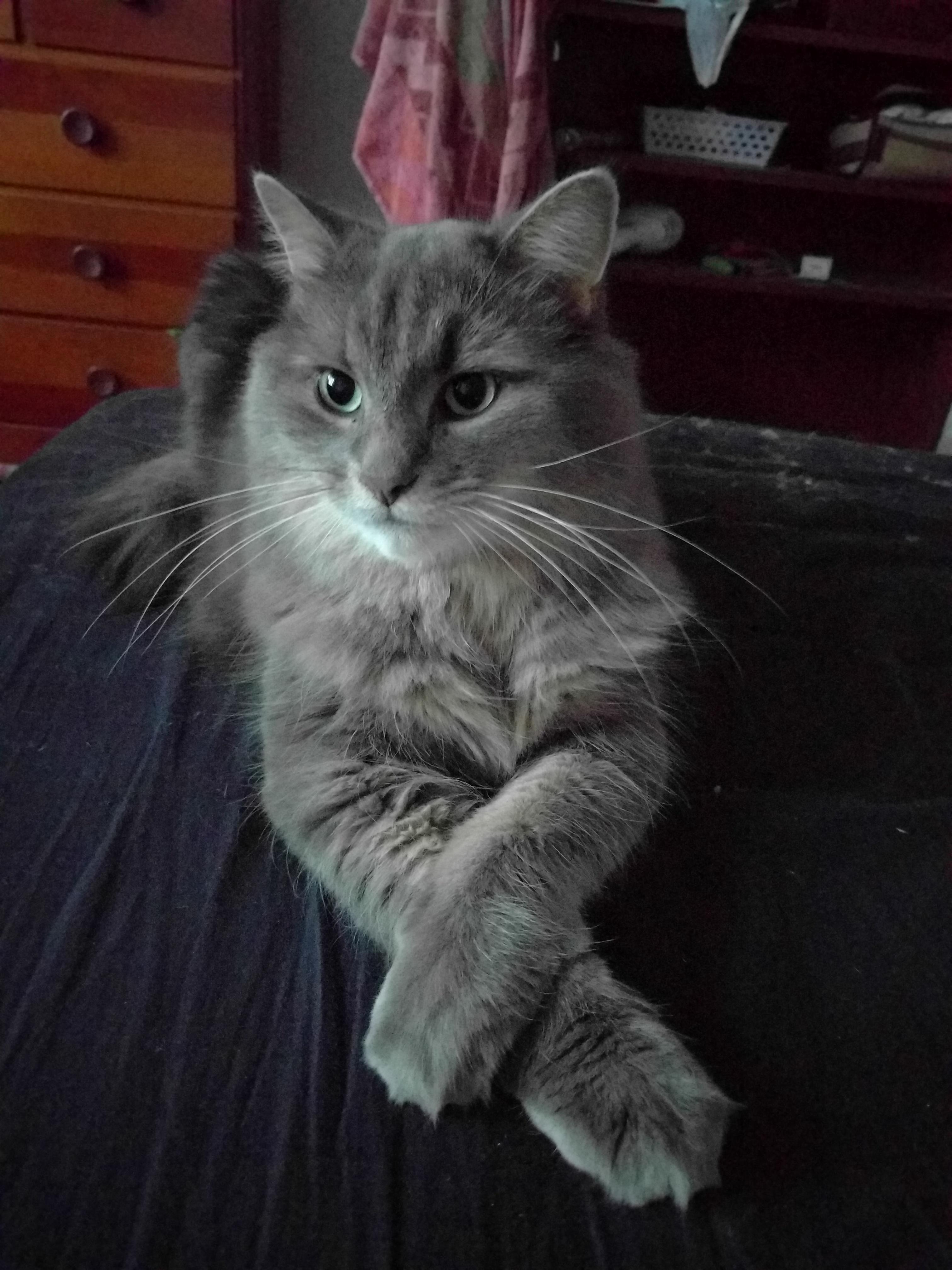 Kingsley Likes to Sit with His Paws Crossed