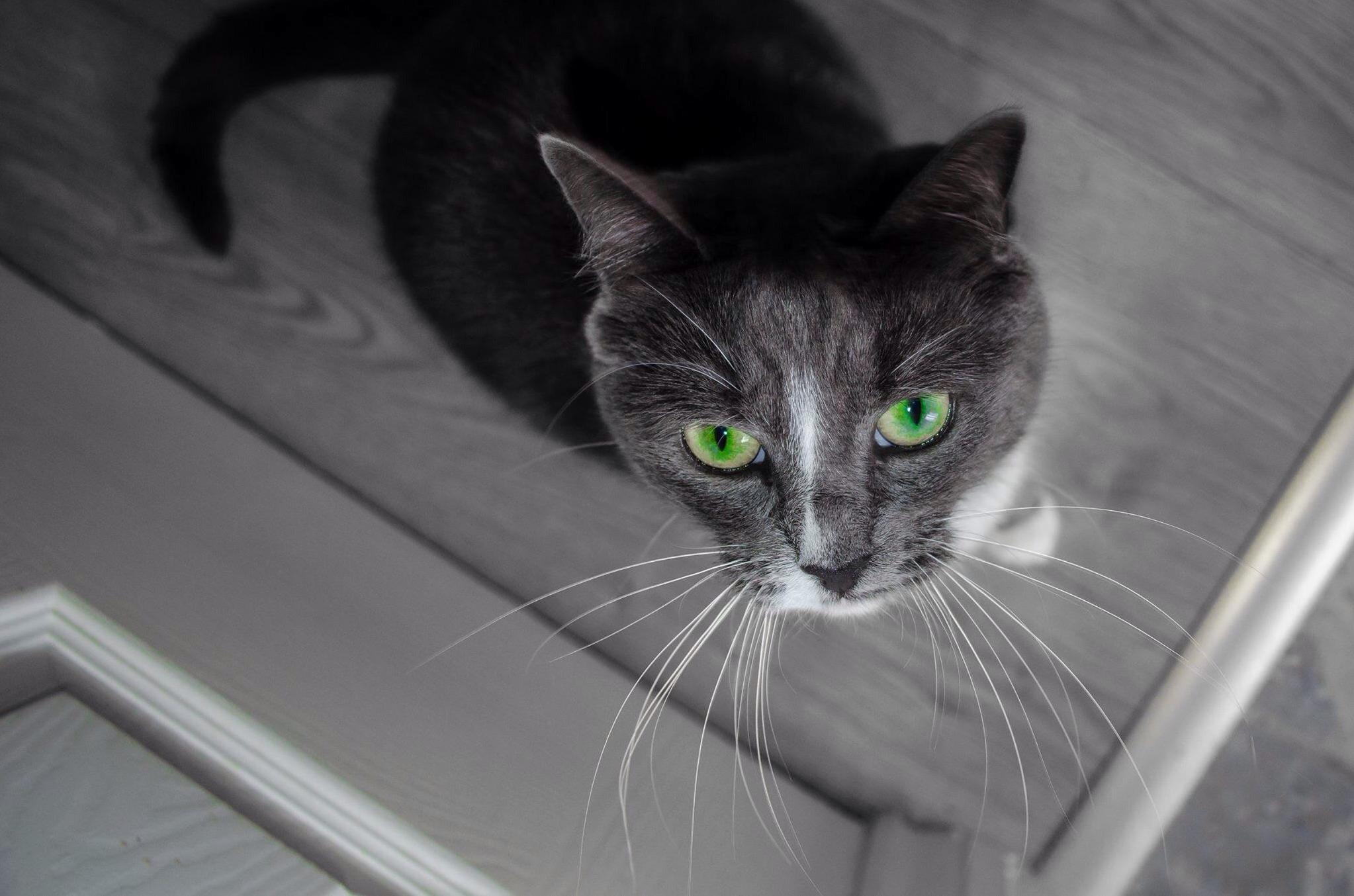 Kizzy Cute on the Outside Demon on the Inside