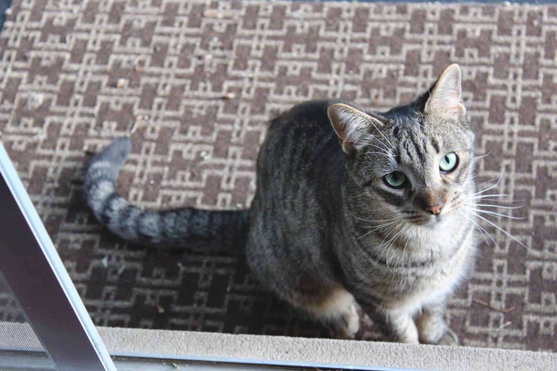 Klaus My Little Runt