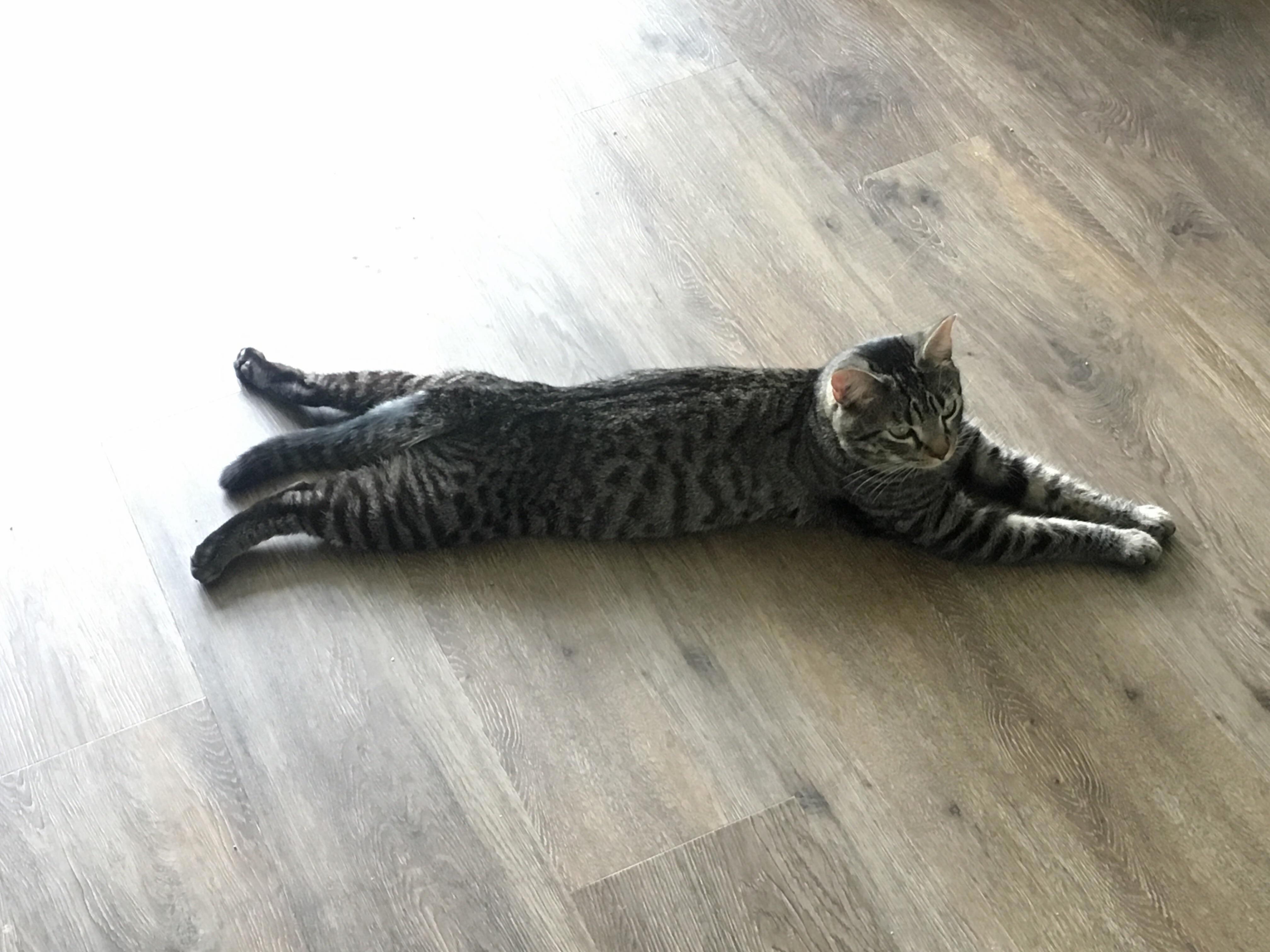L O N G E B O Y E Does a Sploot