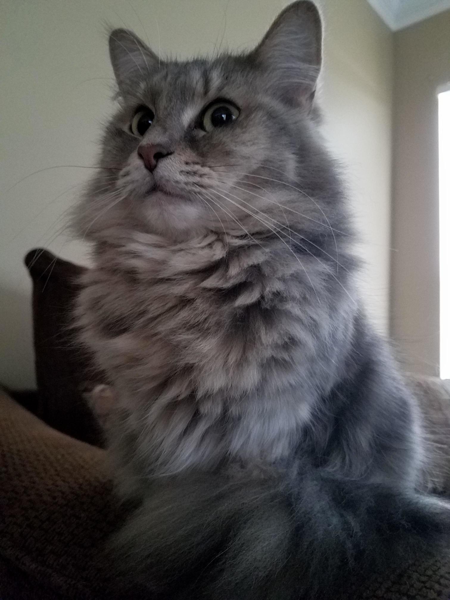 Lady Always Sits with Such Poise. My 2 Yo Mrow