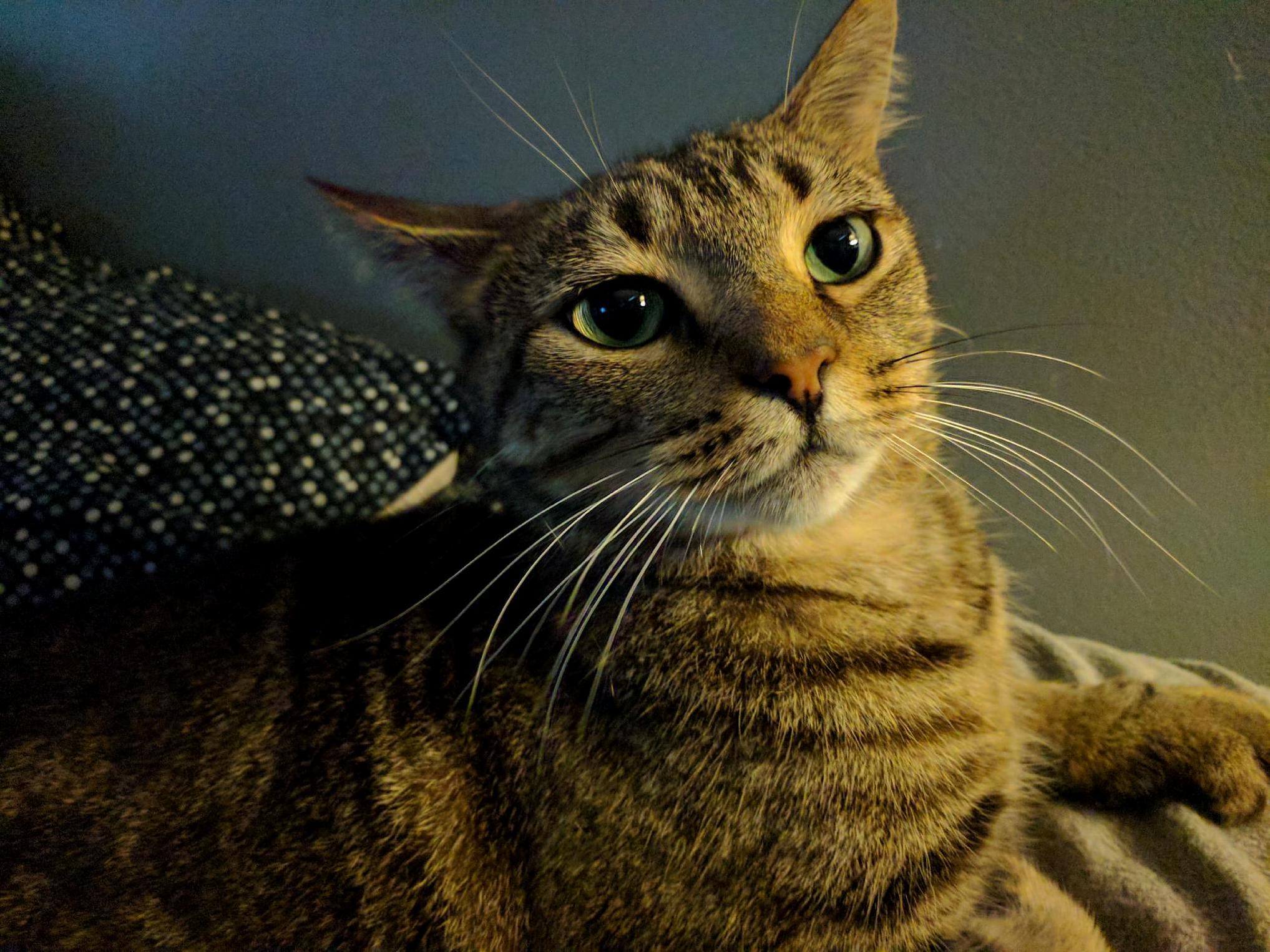 Leave Why Should I Leave My Rightful Place Is Here on the Bed. Stop with These Trivialities and Fetch Me Your Finest Can of Tuna.