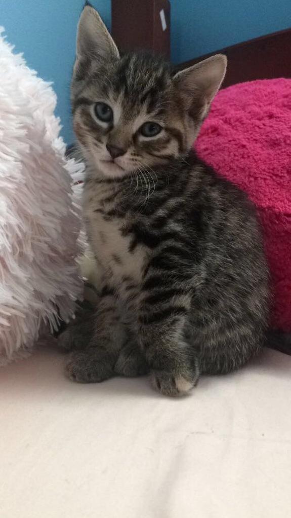 Little Baby Model