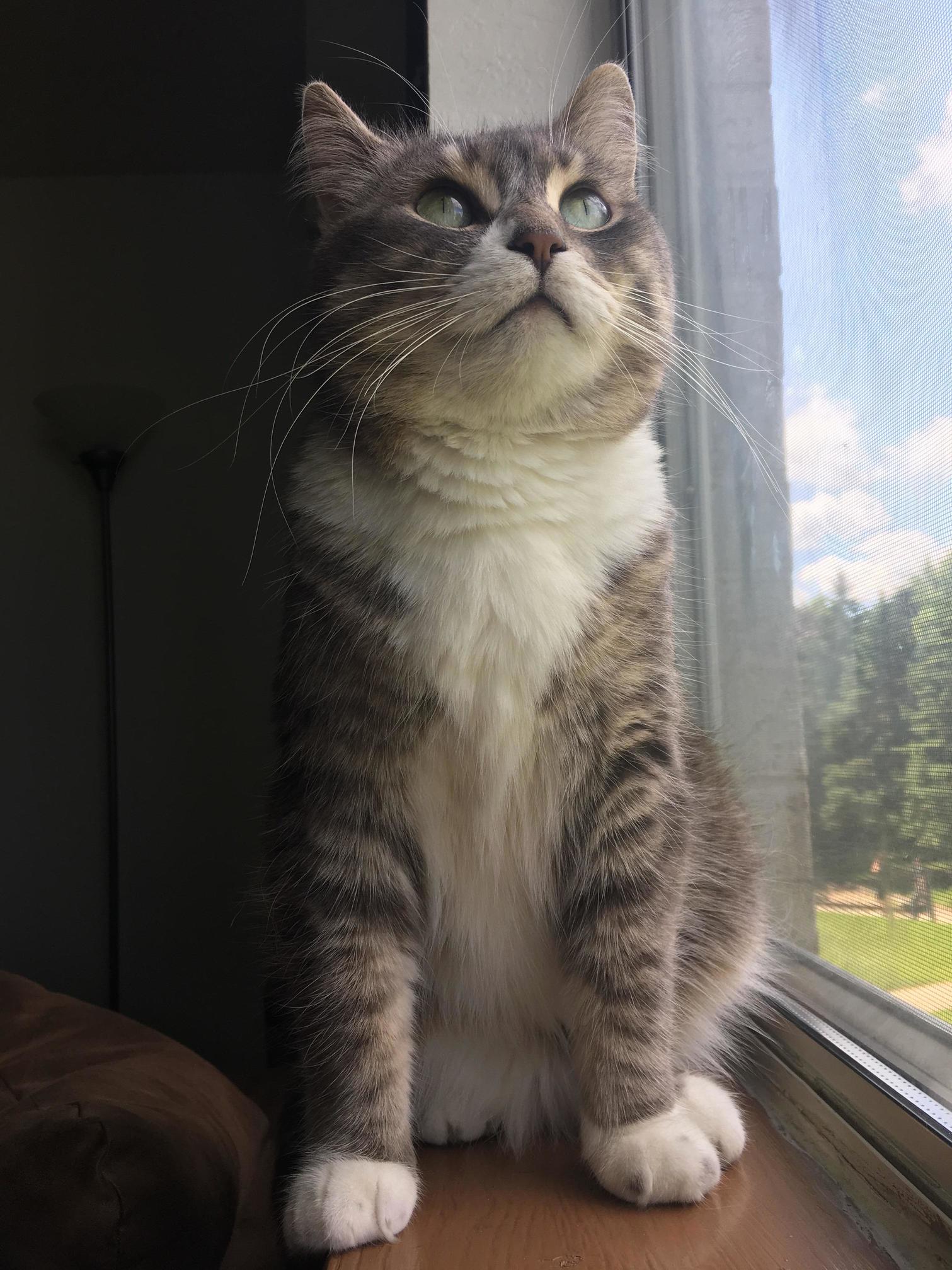 Little Window Cat