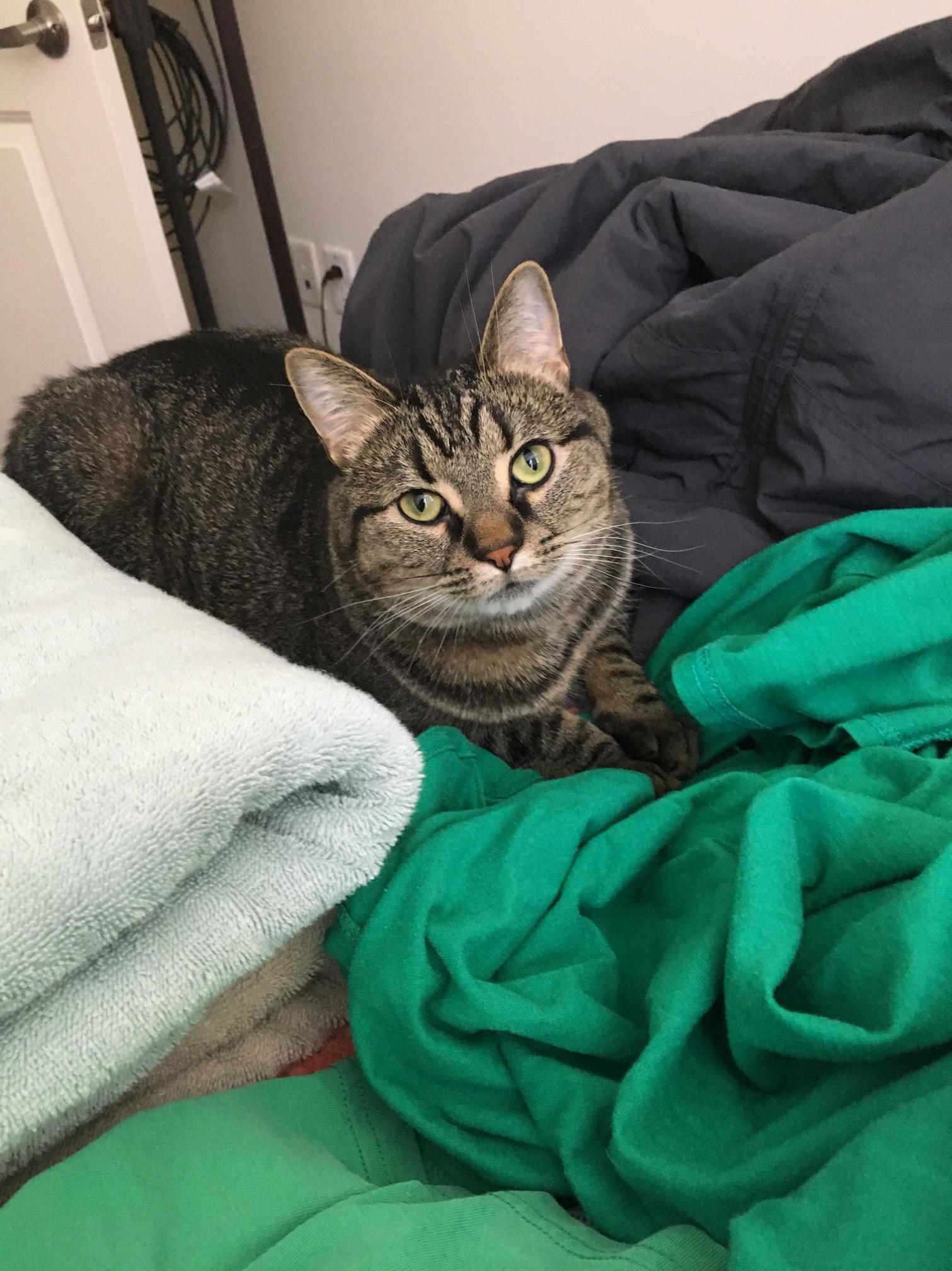 Look Mom. I Helps Fold Clothes.
