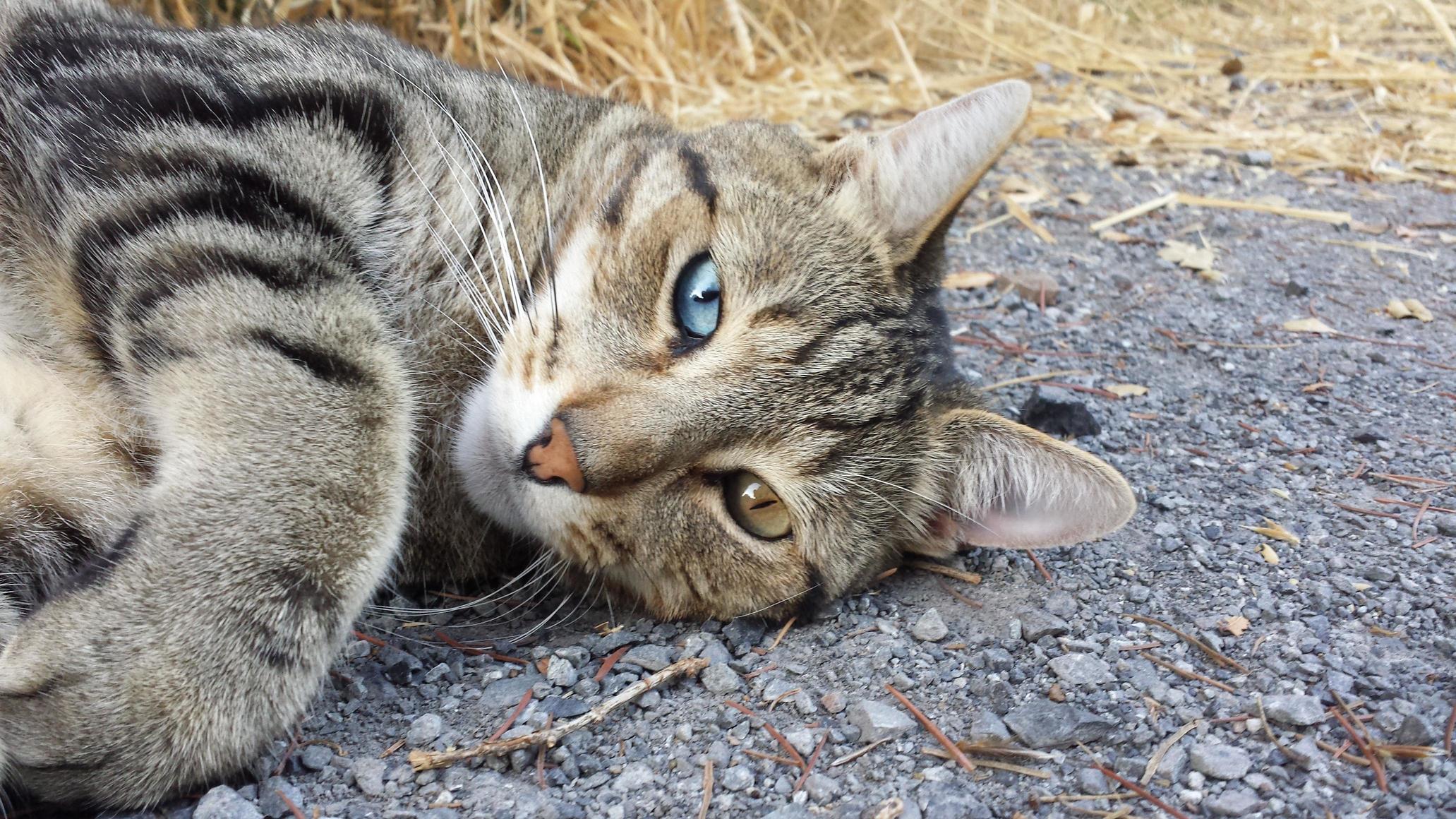 Look Who I Found Sleeping on My Driveway.....