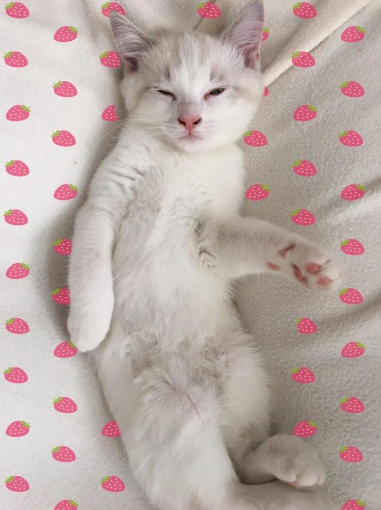Looks Like Cake Fell Asleep While Dancing