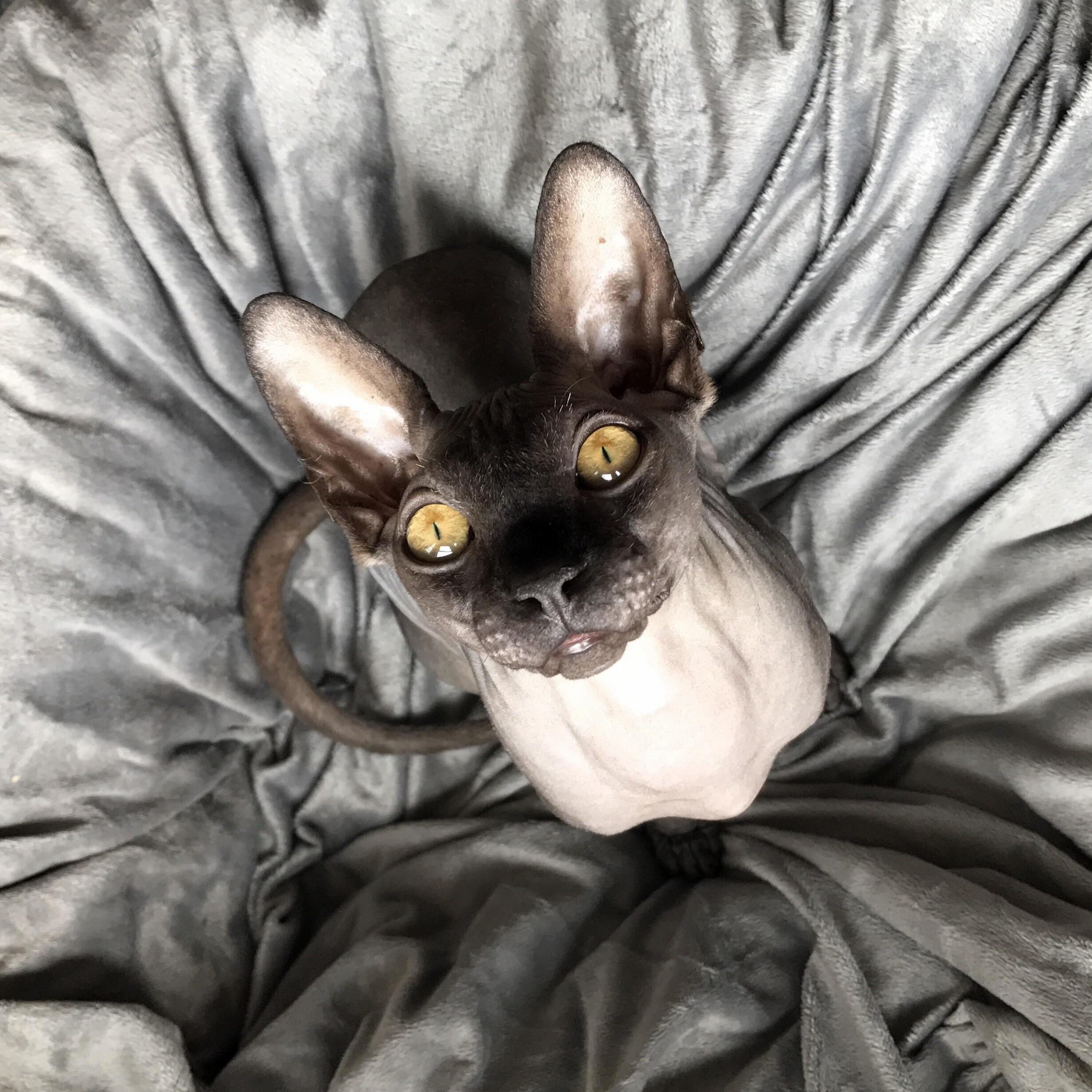 Ludwig Being Real Cutie