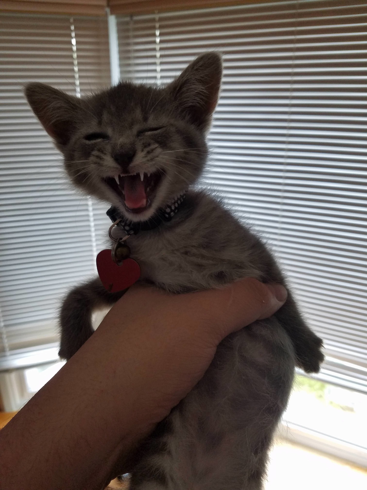 Lulu Doesnt Like Being Held
