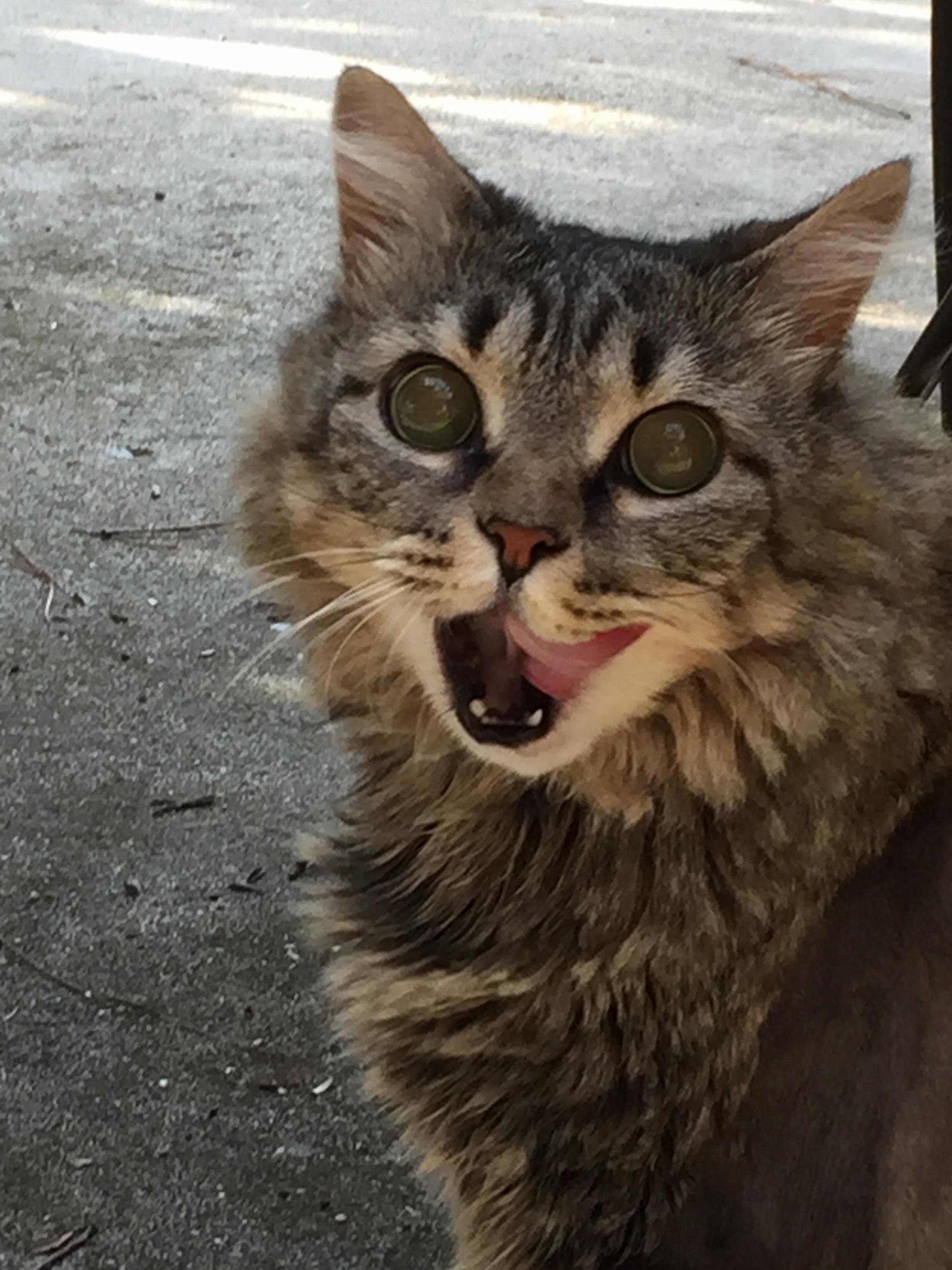 Mycatw~1