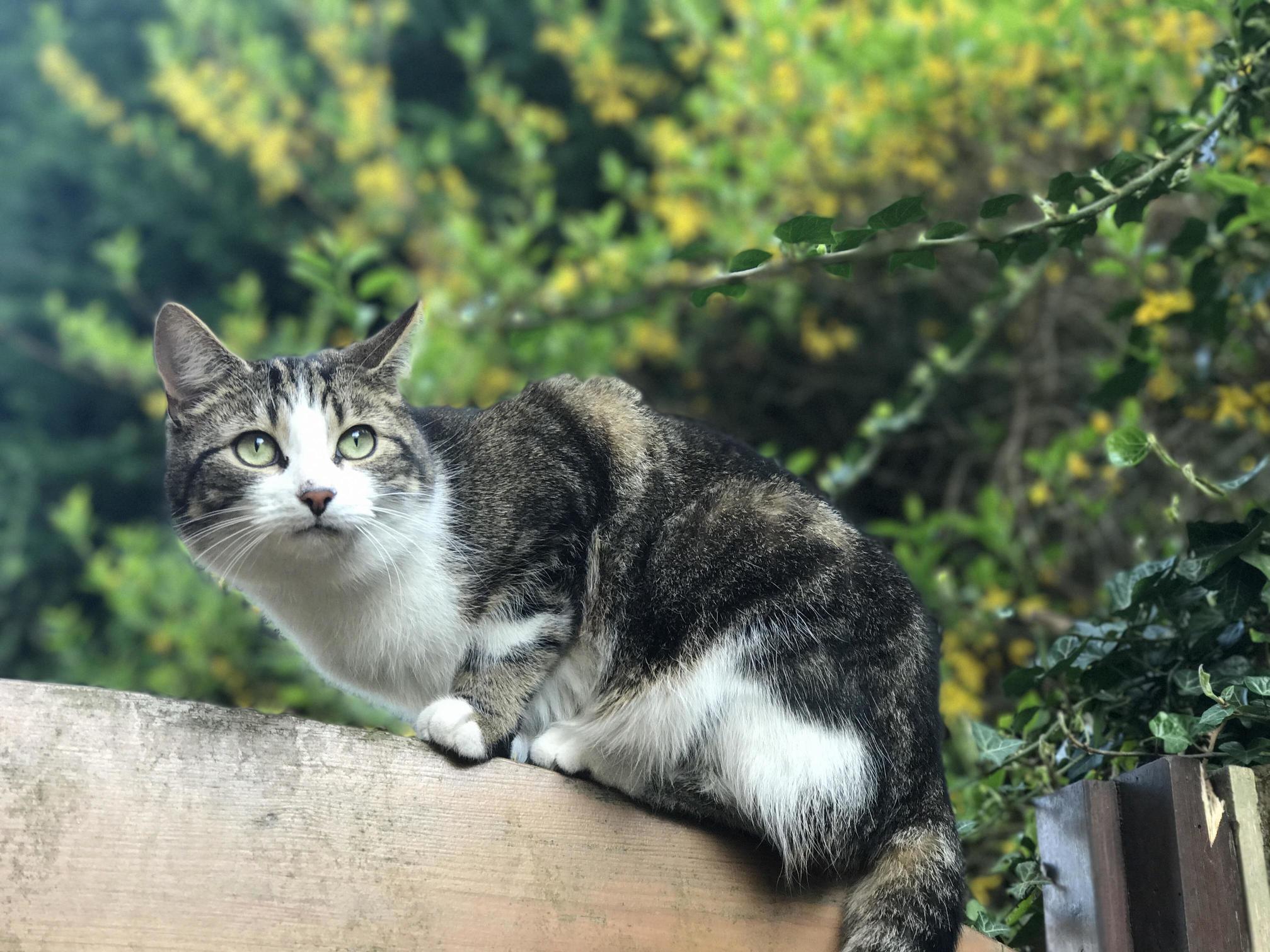 Majestic Little Hiccup