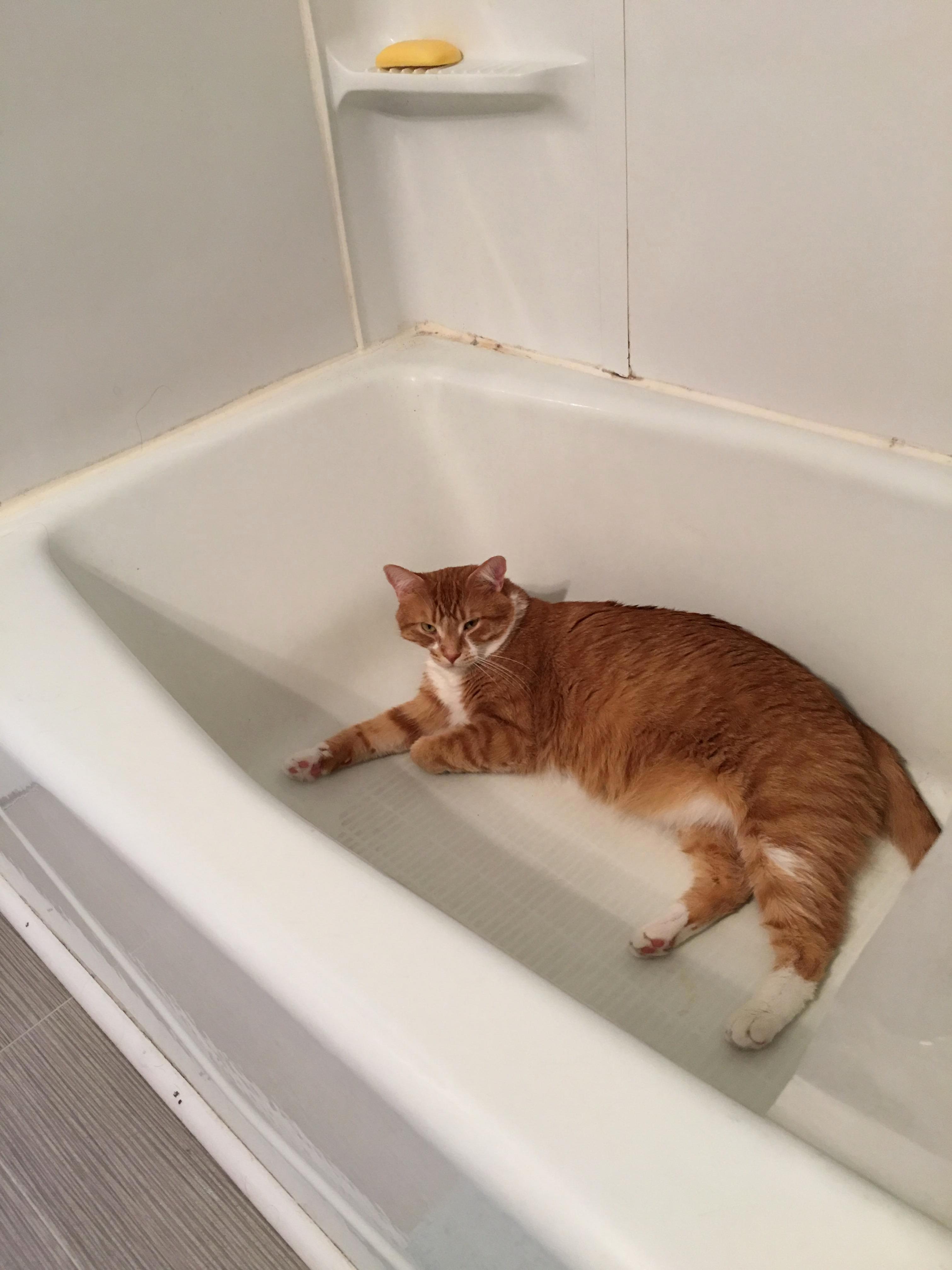 Marshal Loves the Bathtub