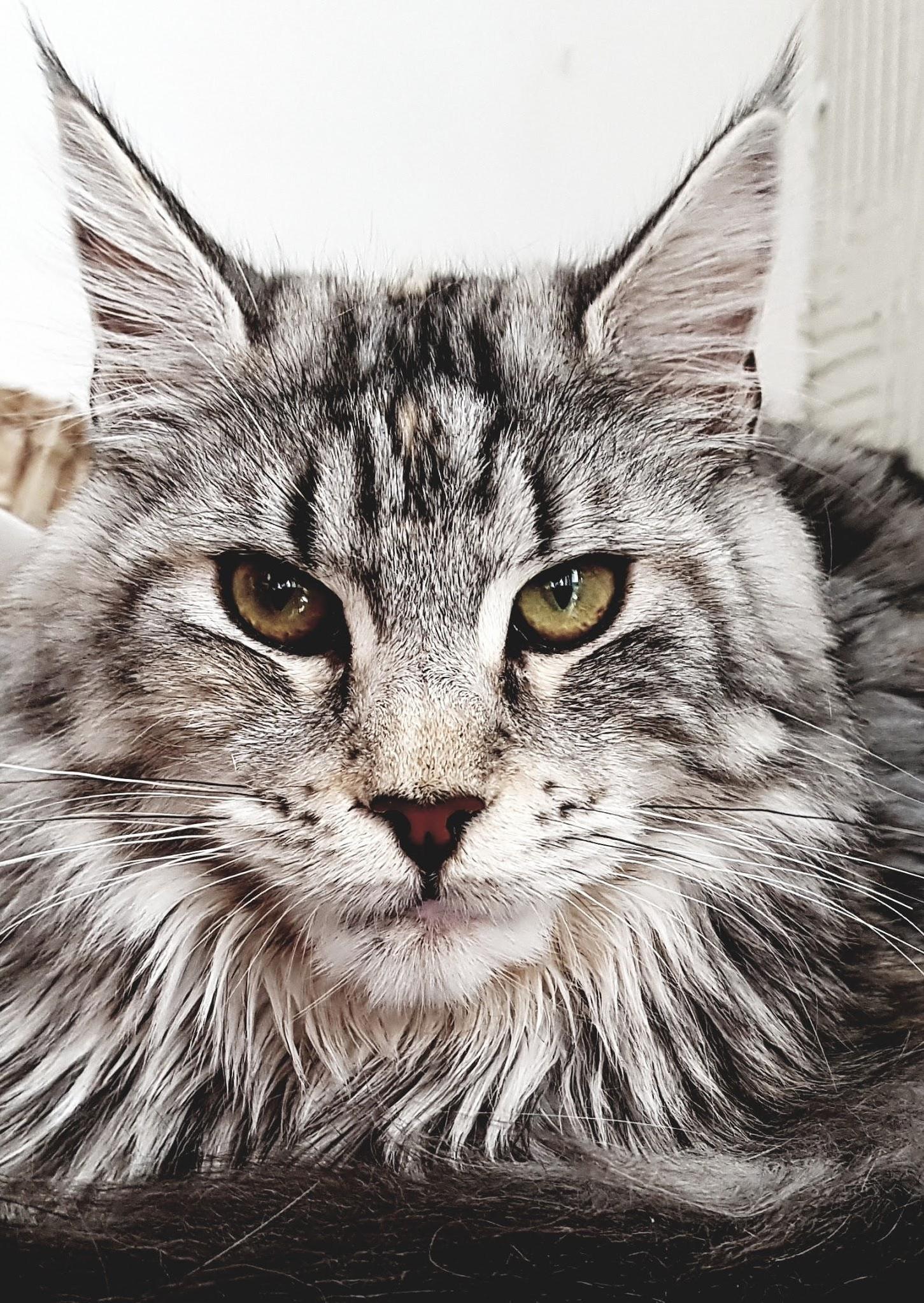 Marshmallow 1 Year Old Today