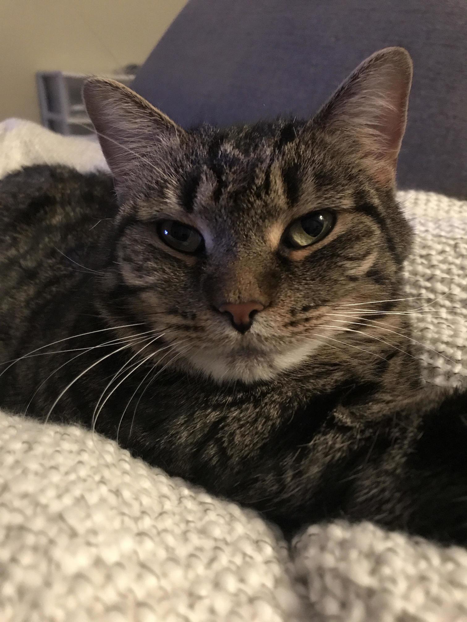 Meet Artichoke.
