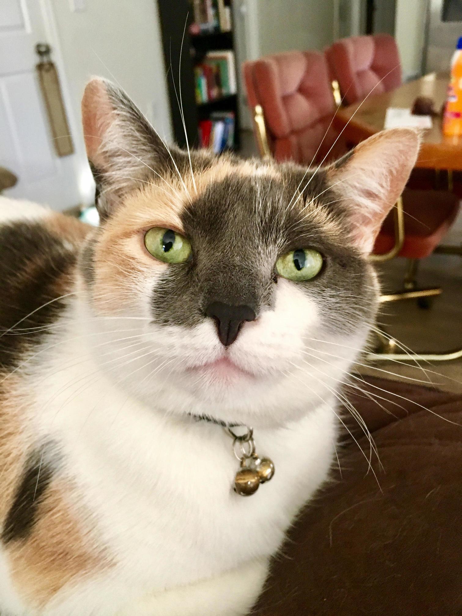 Meet Catniss