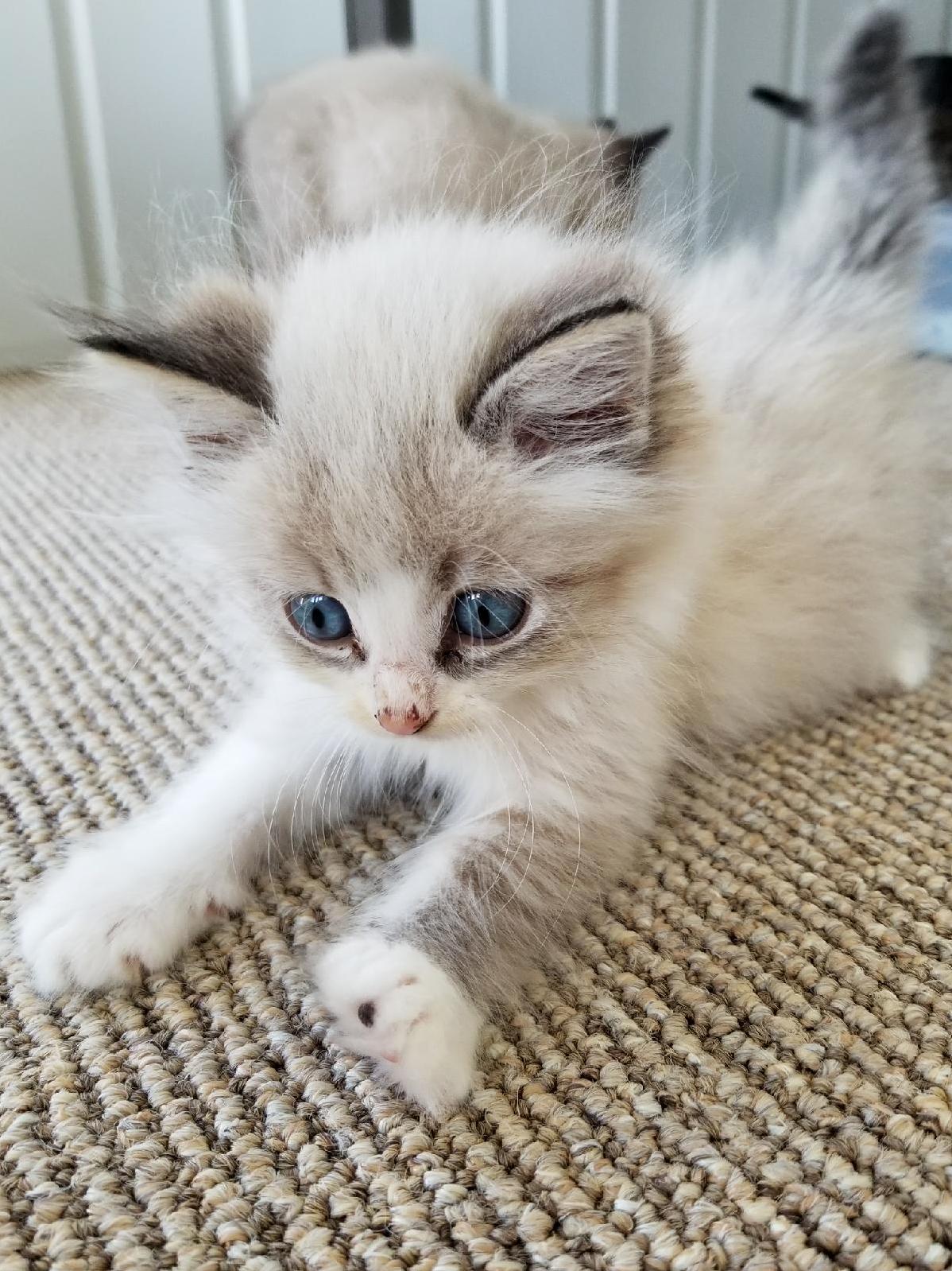 Meet Charlie One of Four Outside Rescues.