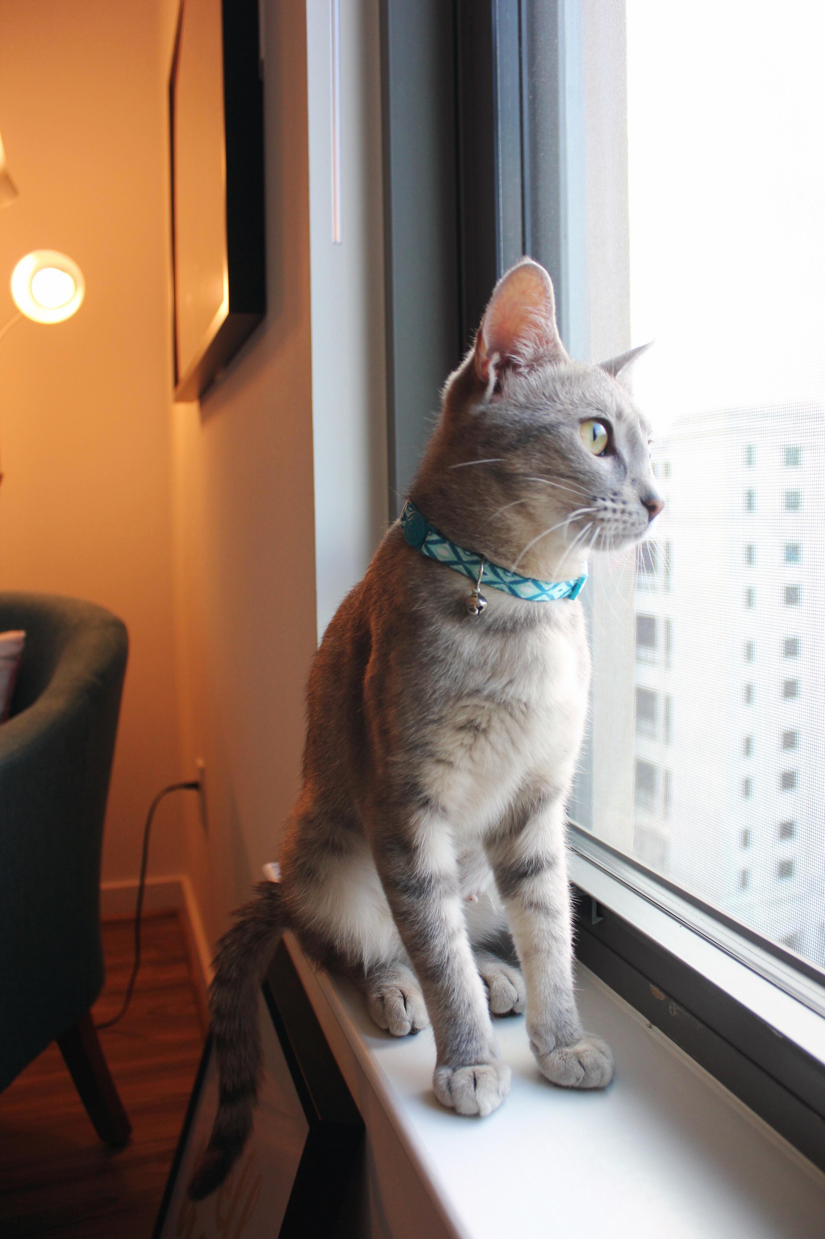 Meet Cleo