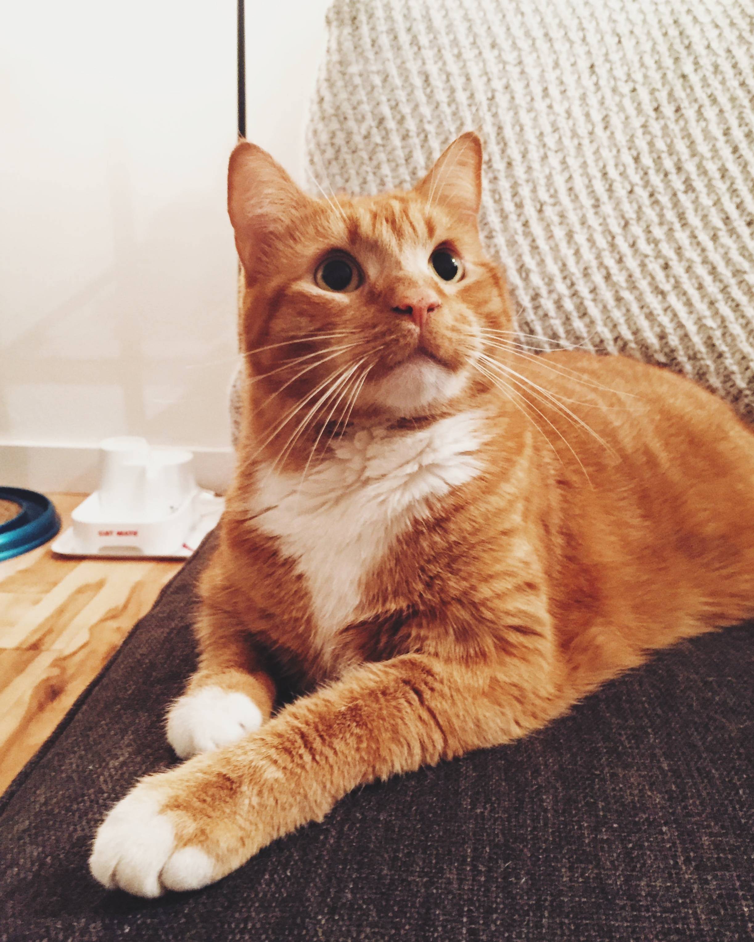 Meet Doctor.
