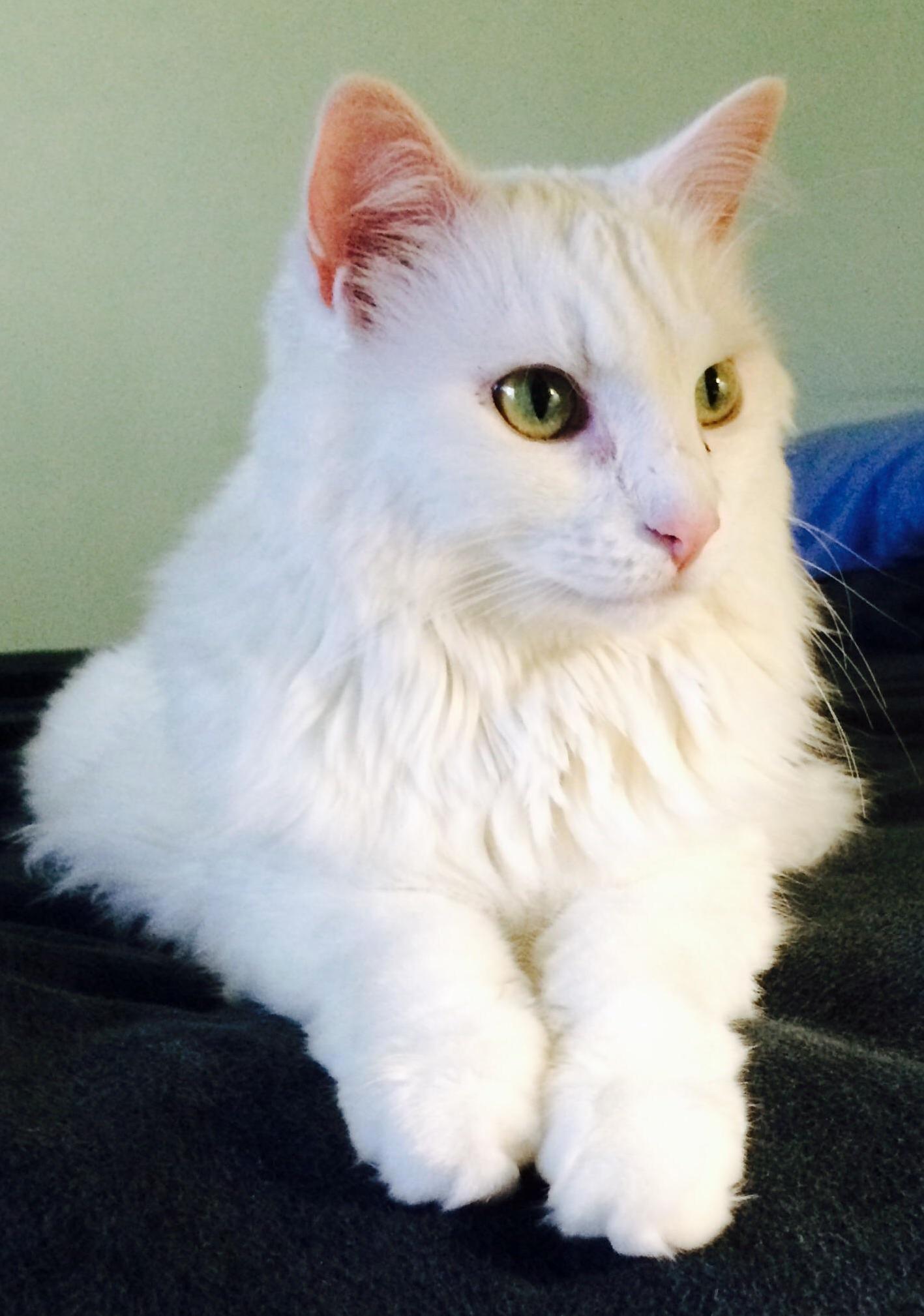Meet Mr. Kitty