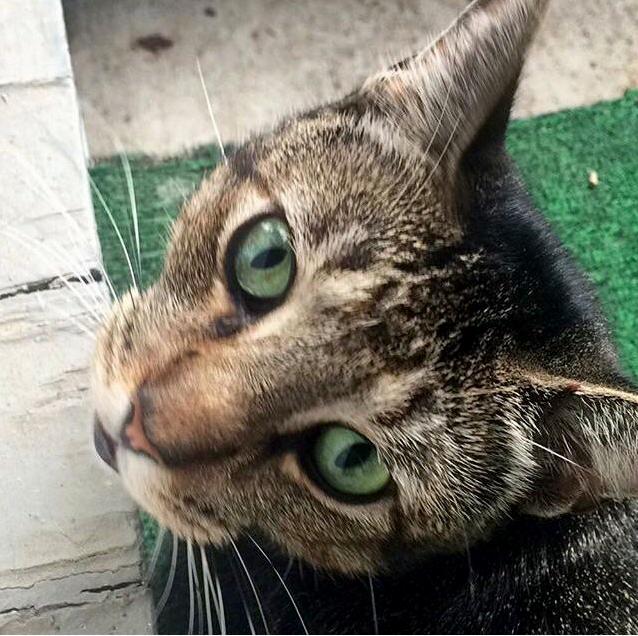 Meet My Lil Street Kitty Dayman