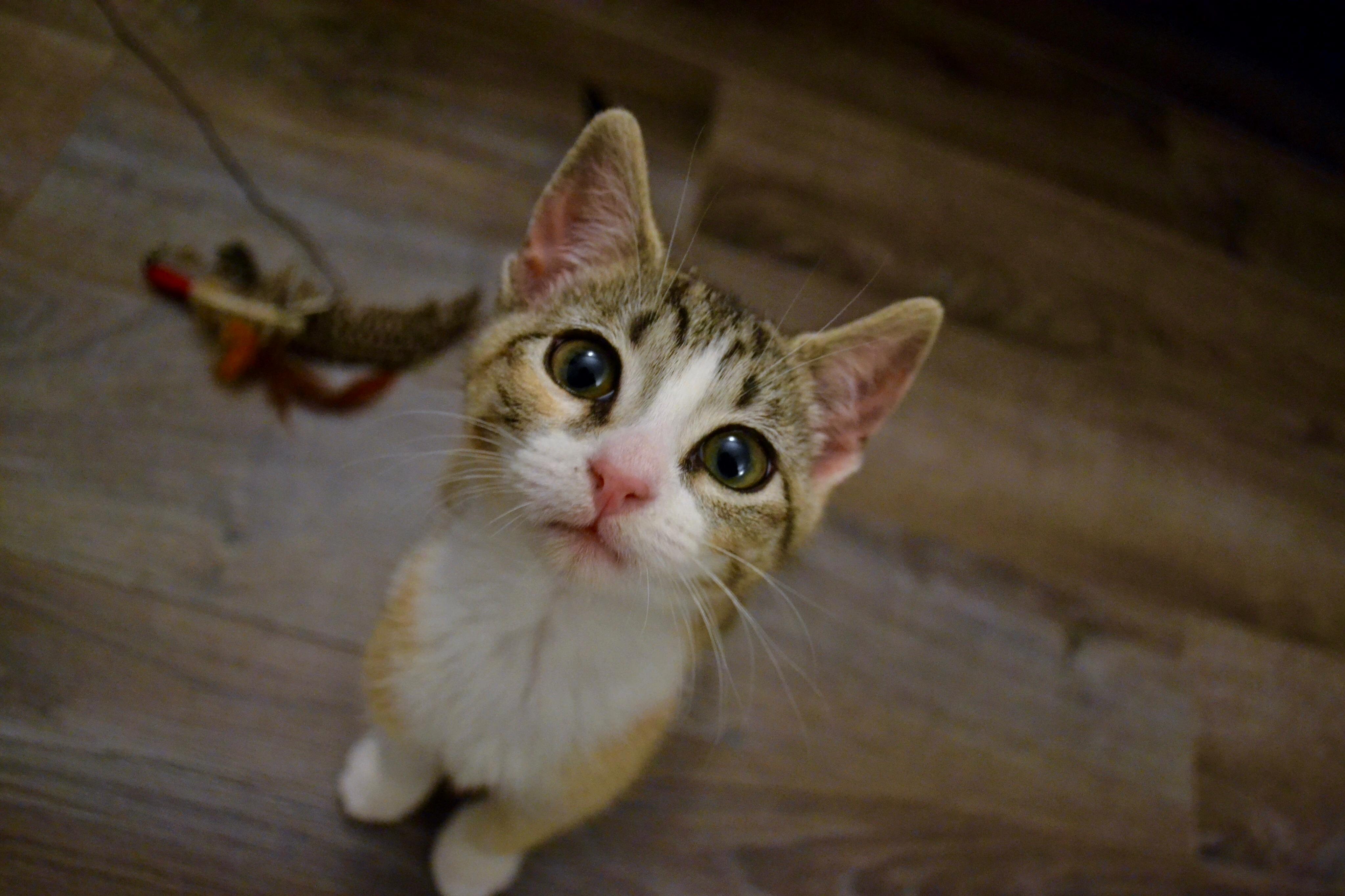 Meet My New Kitten Chutney
