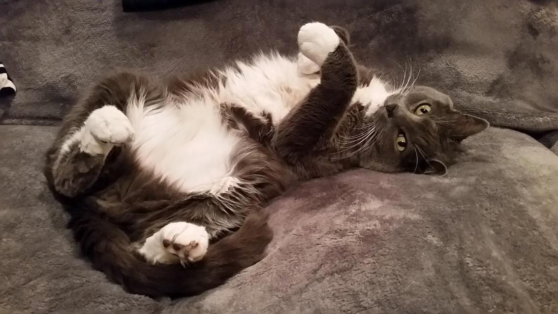 Milo Says Can You Paint Me Like One of Your French Kitties