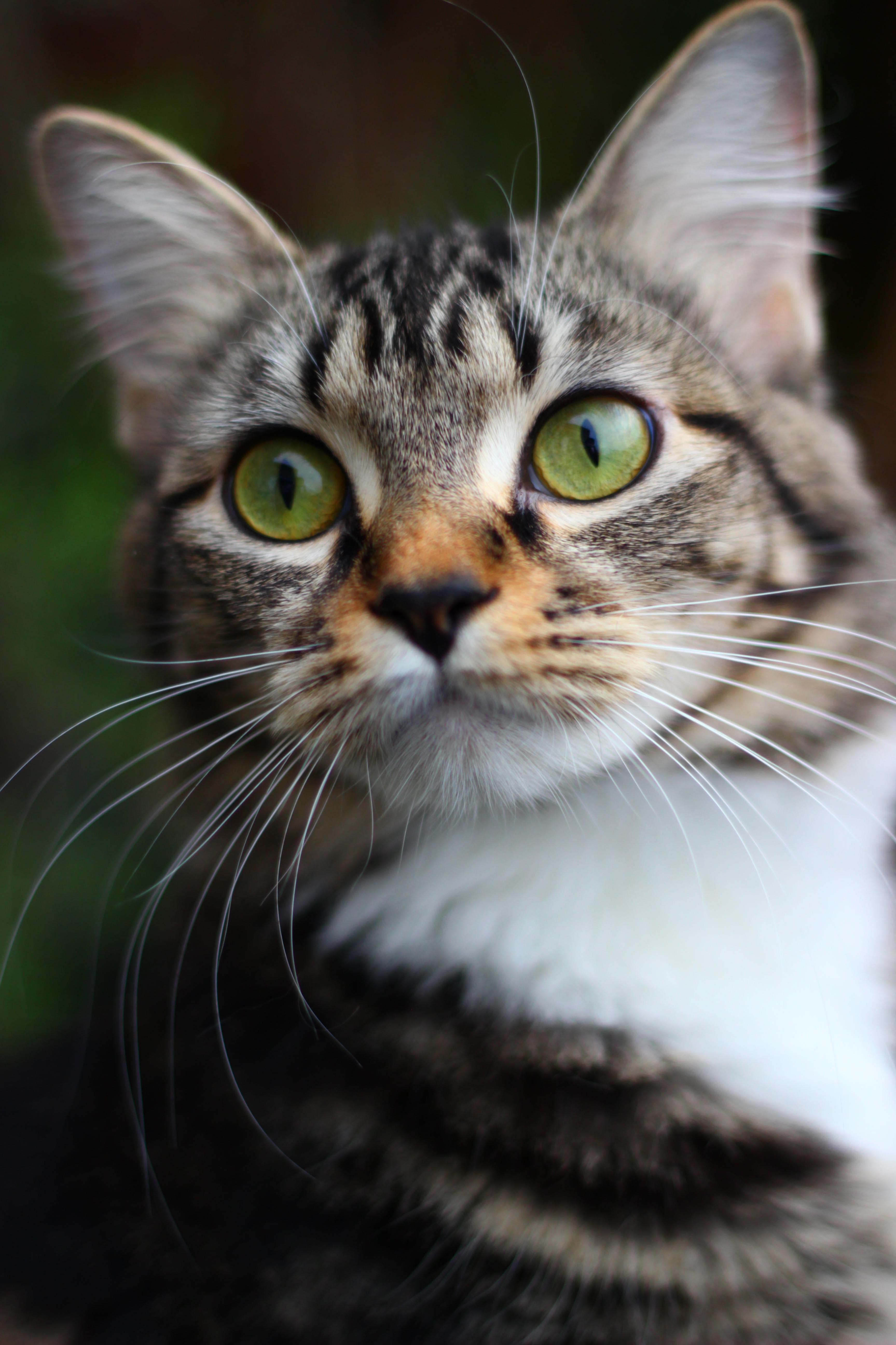 Minouche Min-oosh N. Orig. French a Term of Endearment Meaning Little Cat .