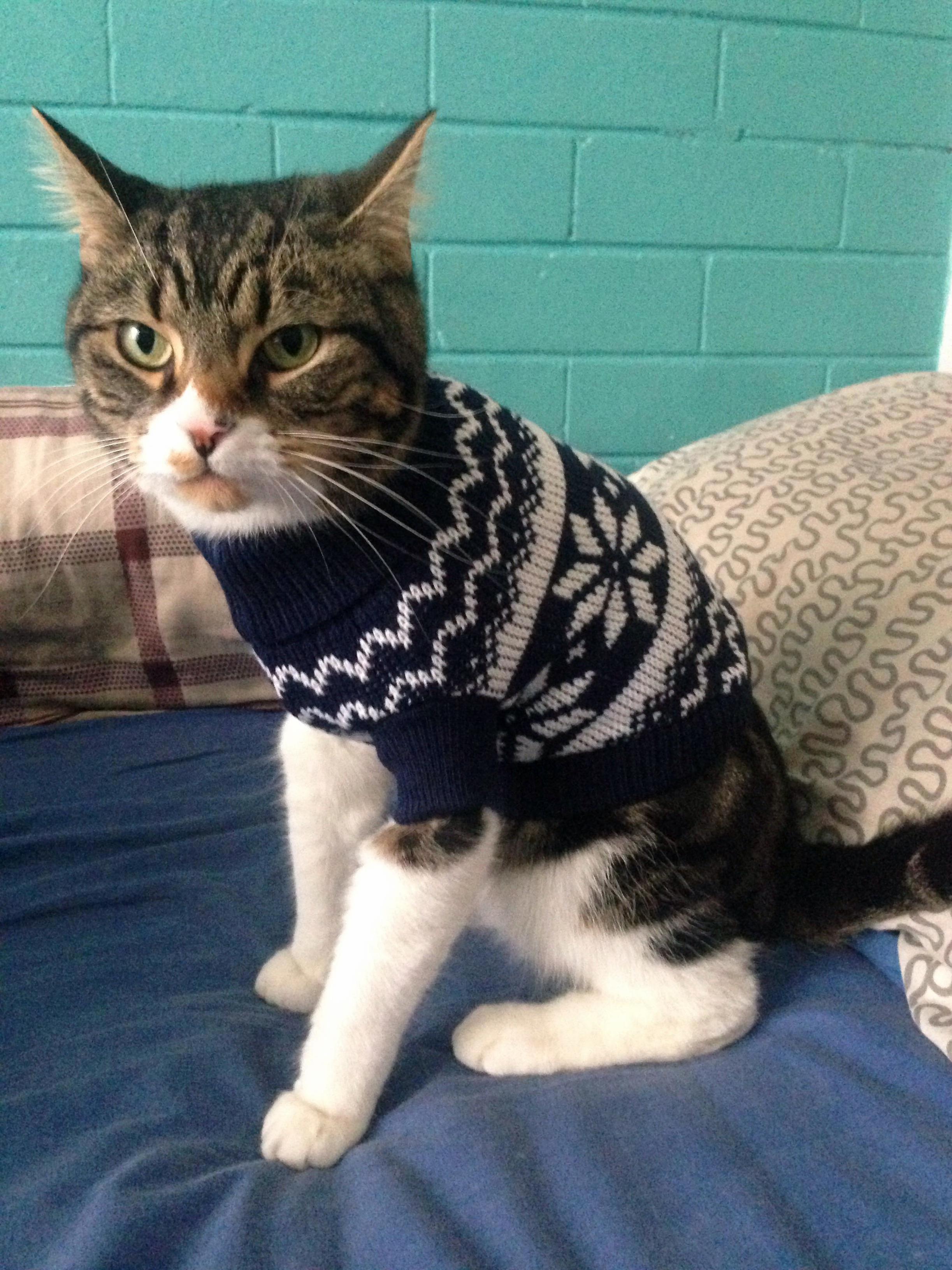 Model for a Well Fitted Sweater