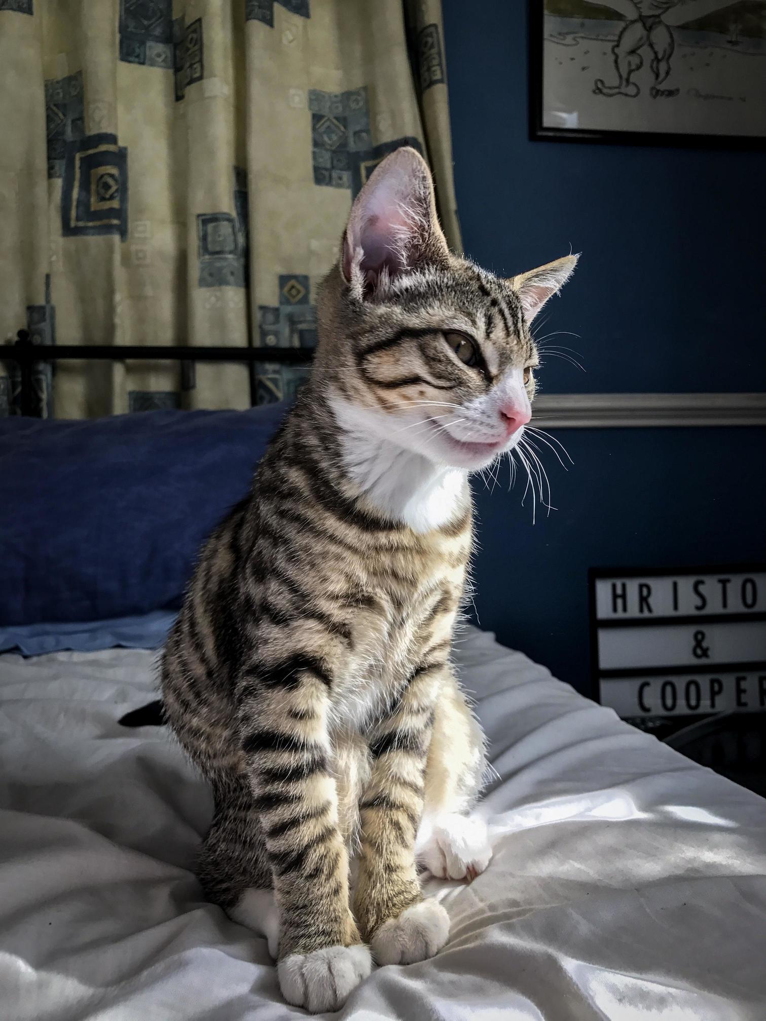Mr Steal Your Girl Cooper 3months
