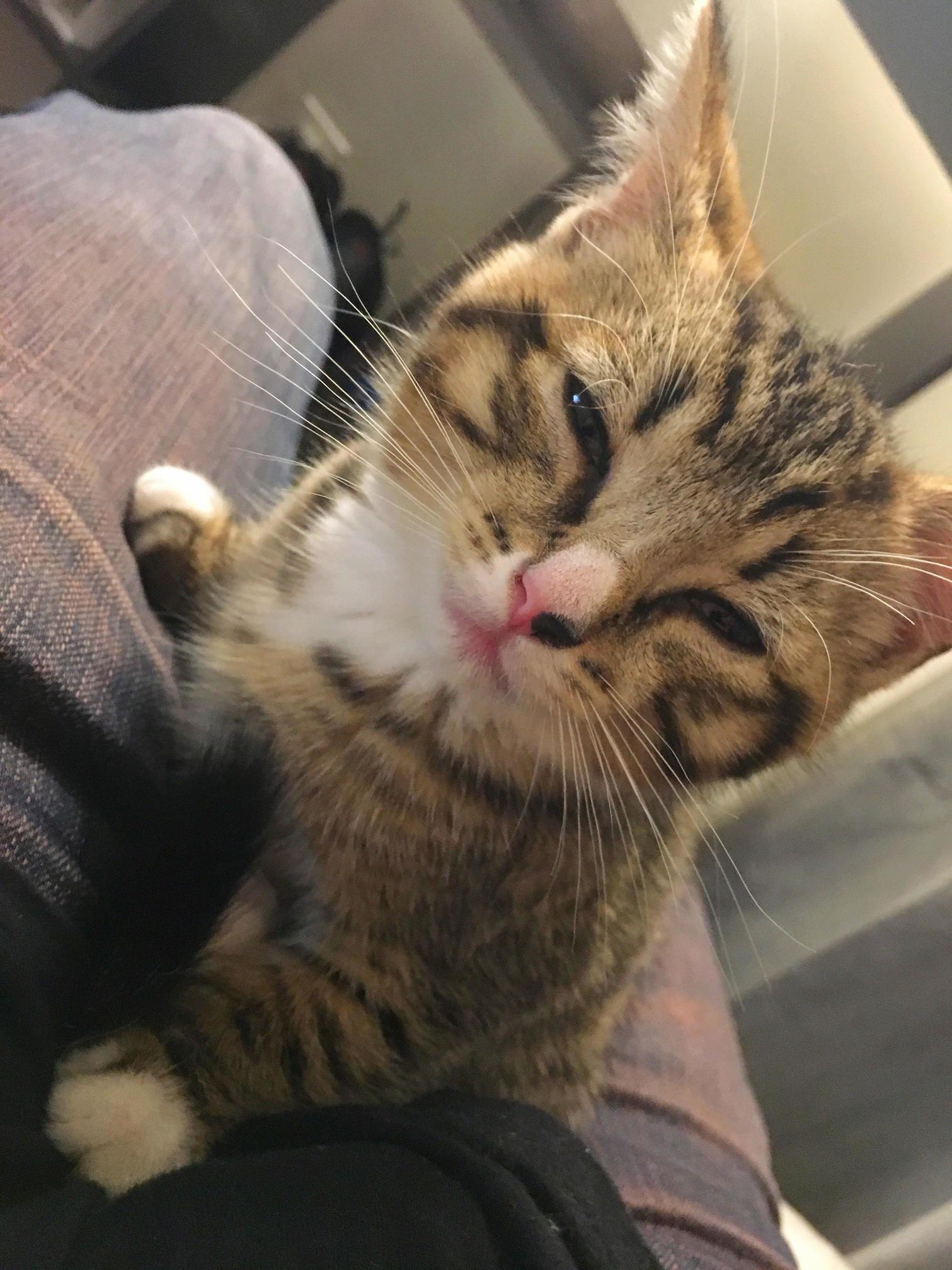 My 2 Month Boy Leo Gives Me the Meanest of Mugs...