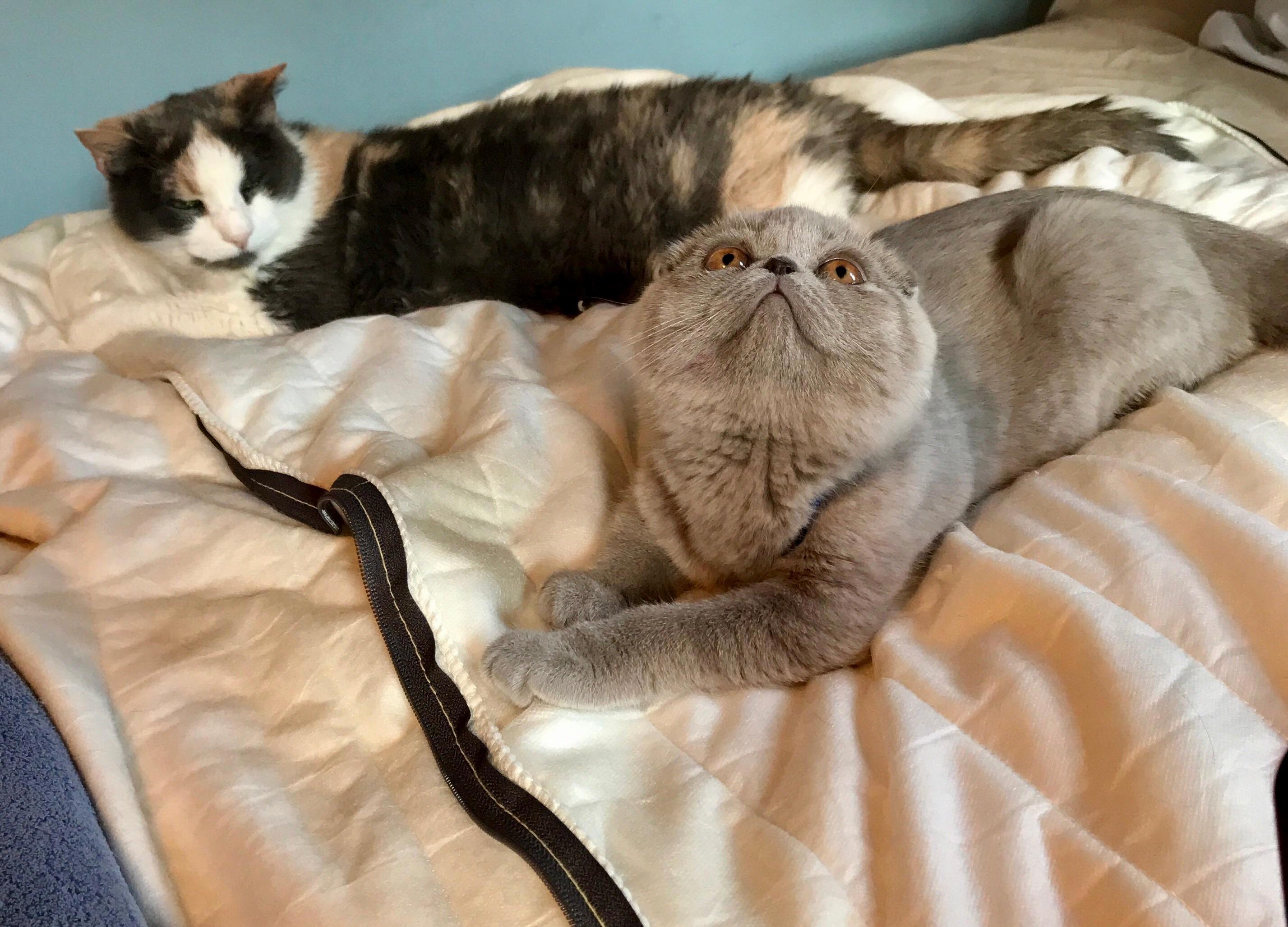 My 3-month-old Scottish Fold Meets My 19-year-old Calico