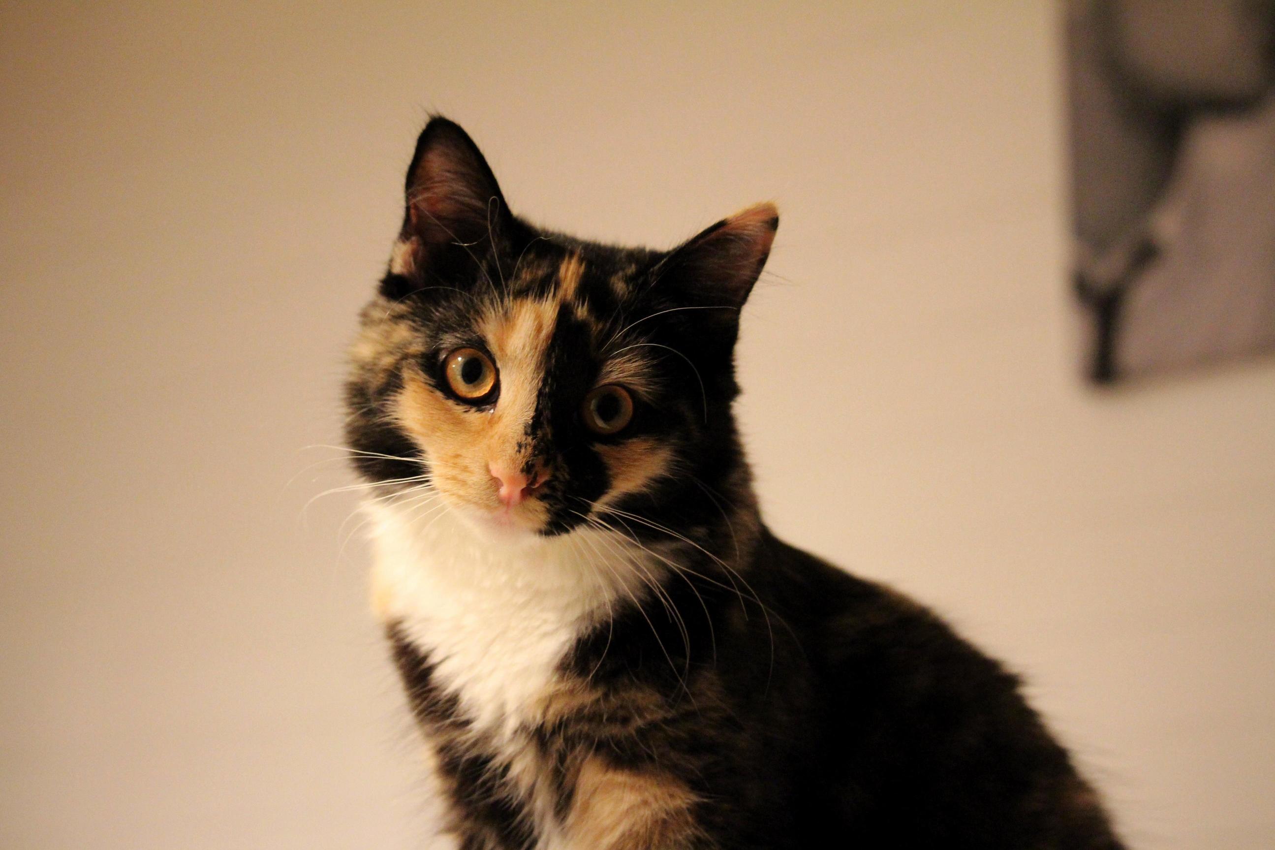My 9 Month Old Manx Kitten Belle