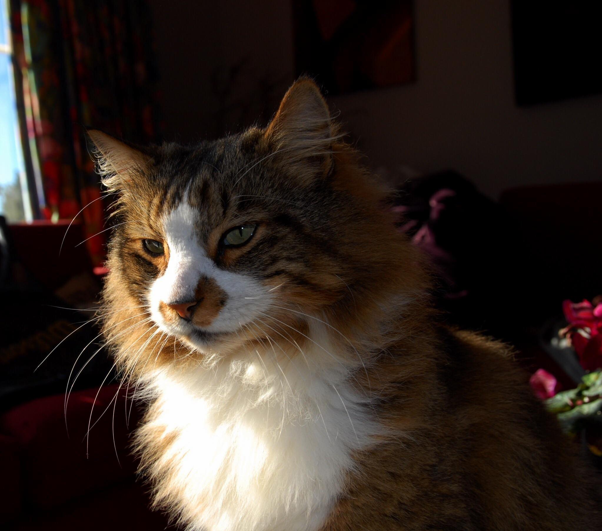 My Adopted Wild Cat Sid.