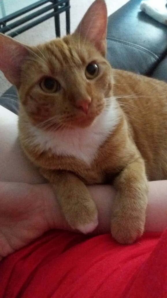 My Adorable Orange Angel Jake Does This All Day Every Day. Those Little Feets.