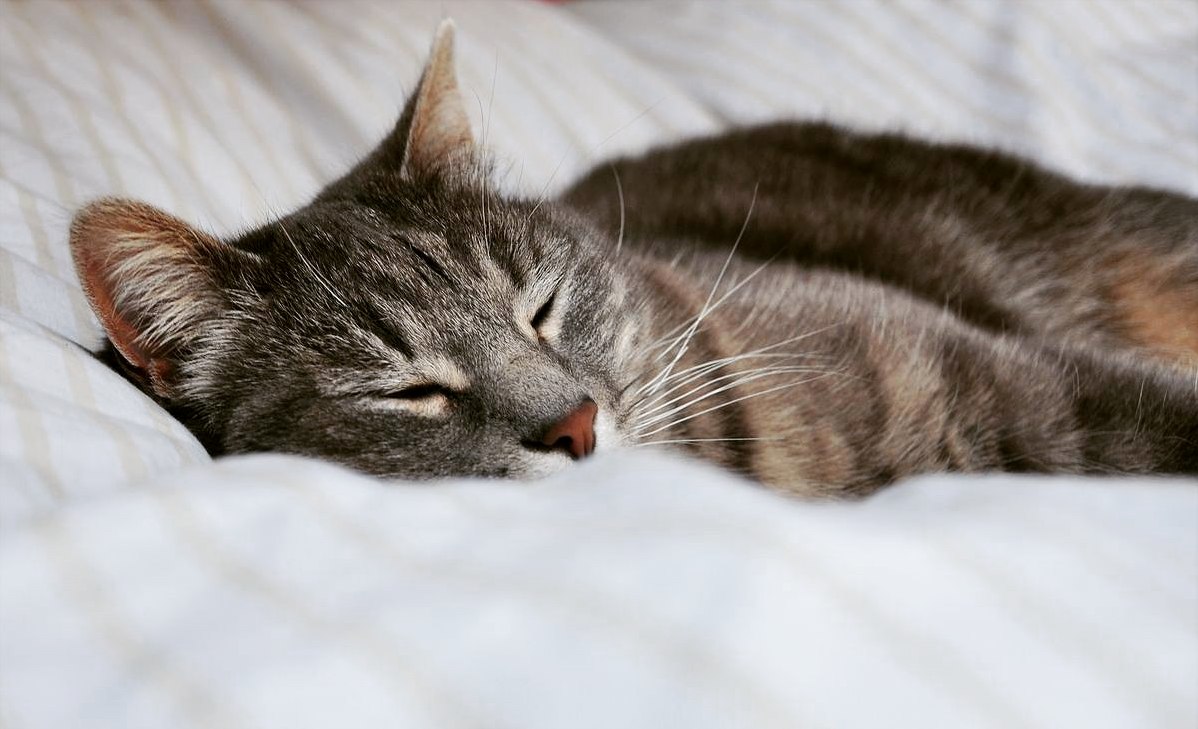 My Beautiful Kitty Sleepy 247