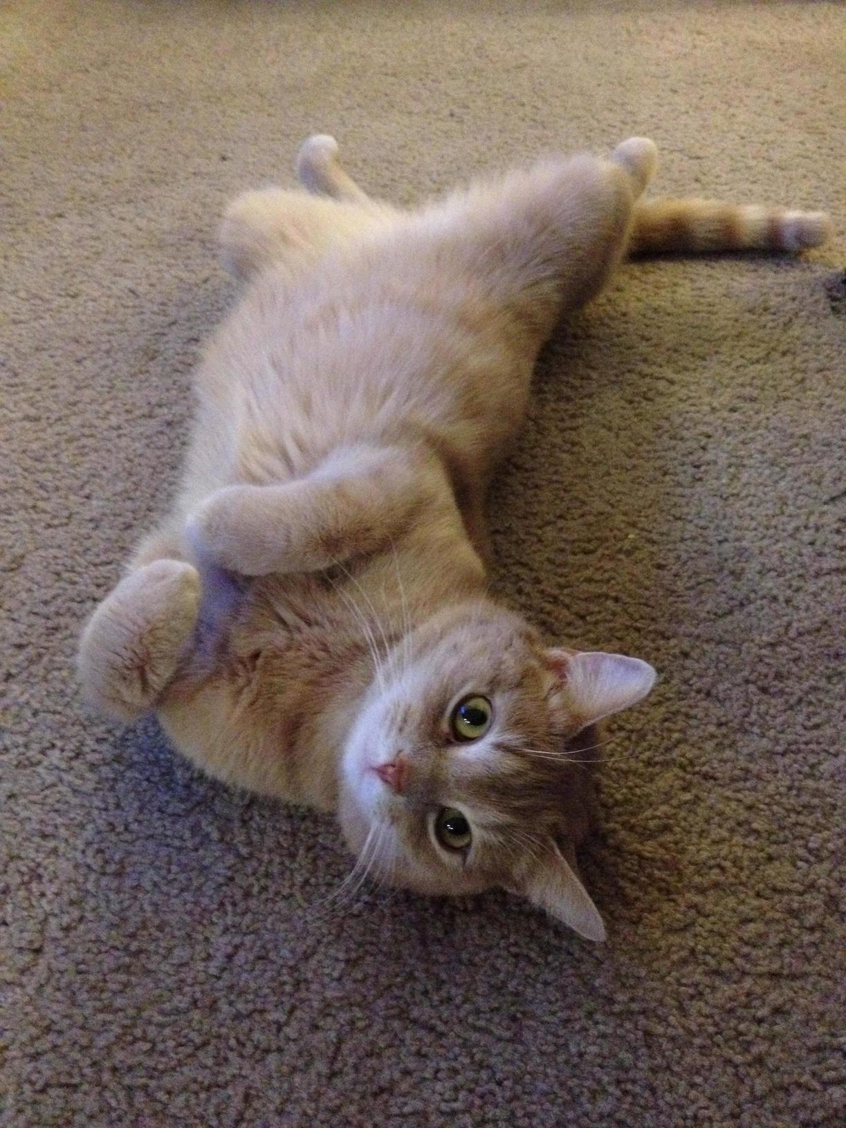 My Best Little Buddy Dexter