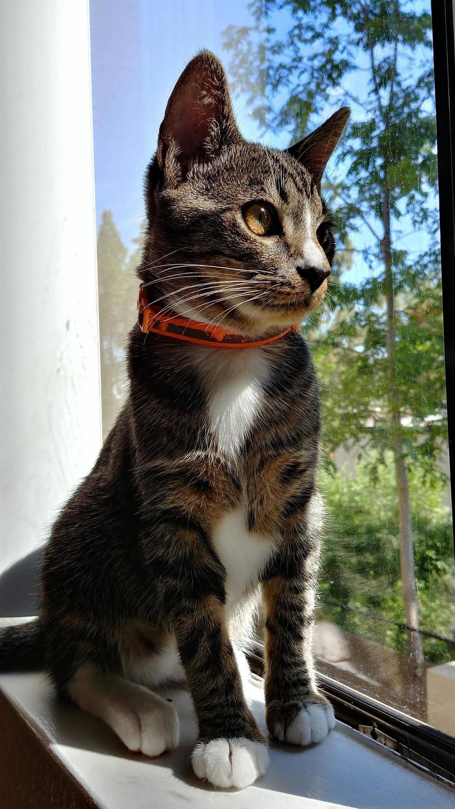 My Best Pal Franklin