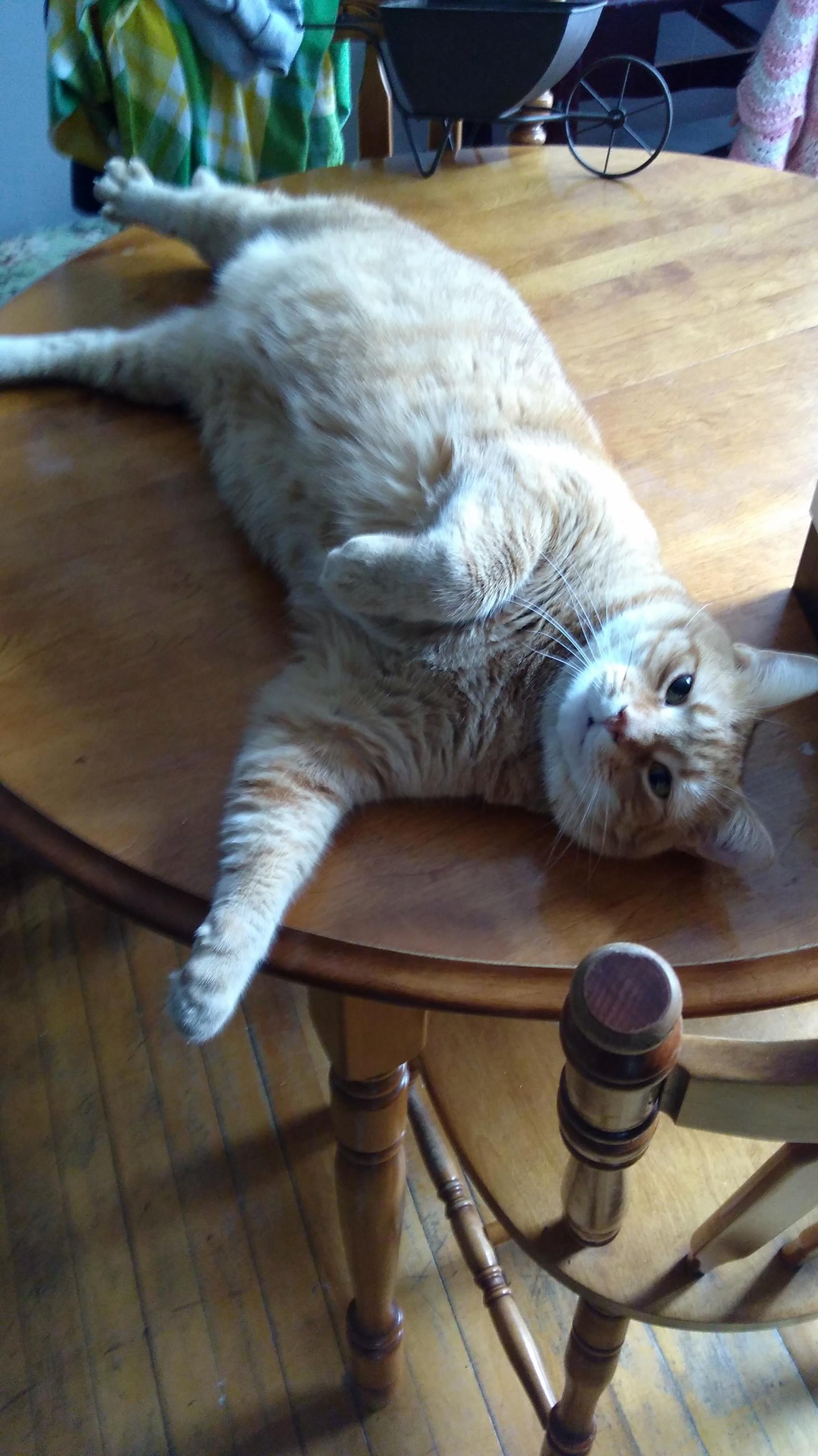 My Big Kitty Named Snuggles He Always Looks at Me Like This When I Go Near Him.