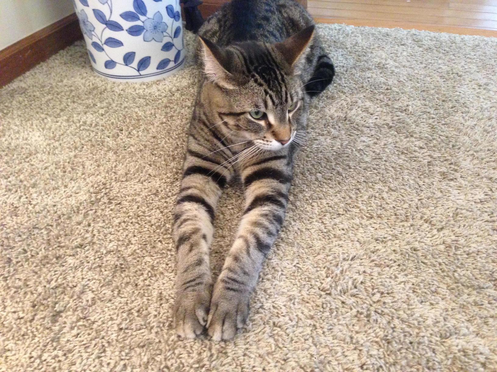 My Boy Has Some Long Toes.