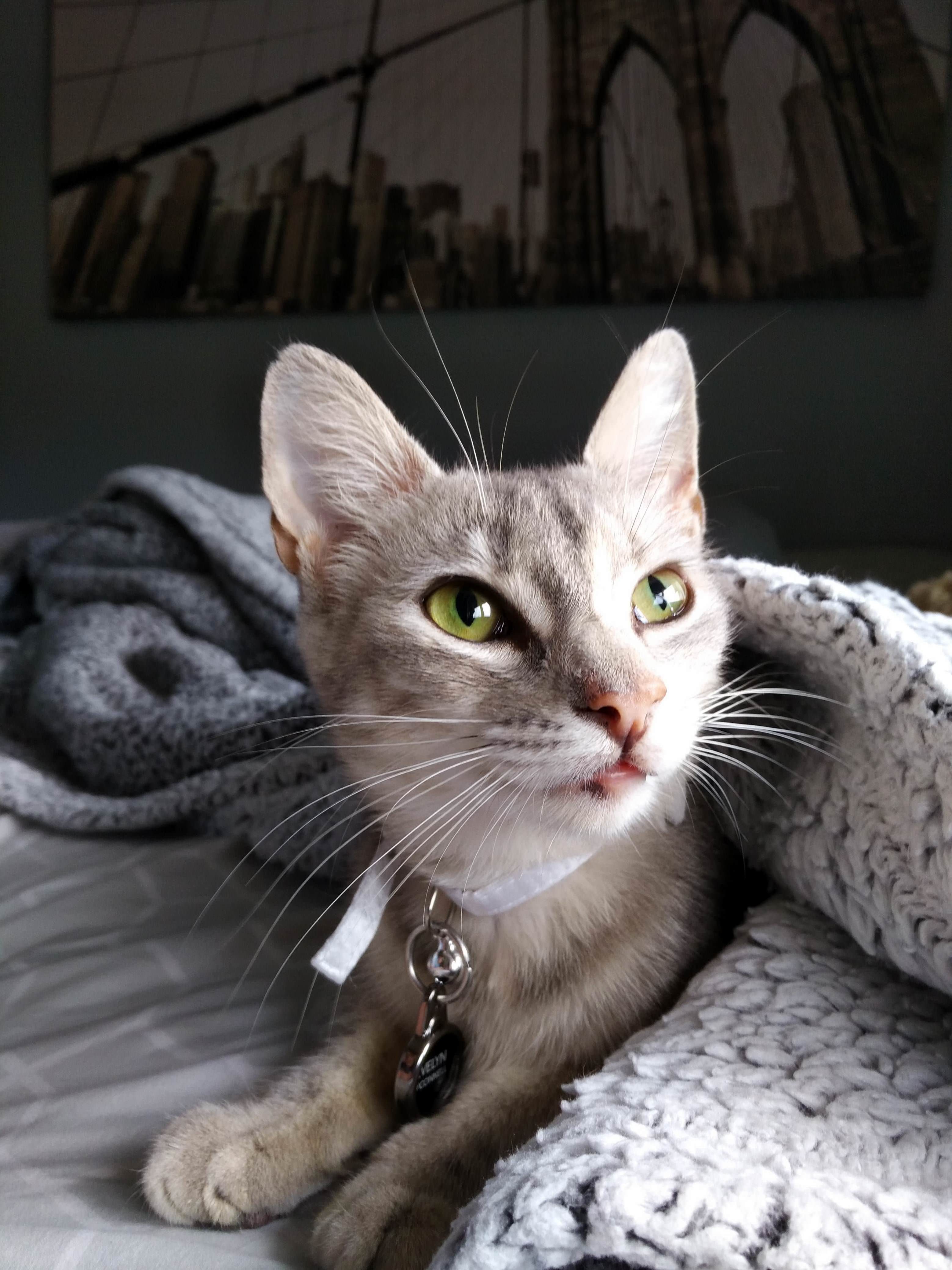 My Boyfriend Got a Cat Say Hello to Evelyn O Connell