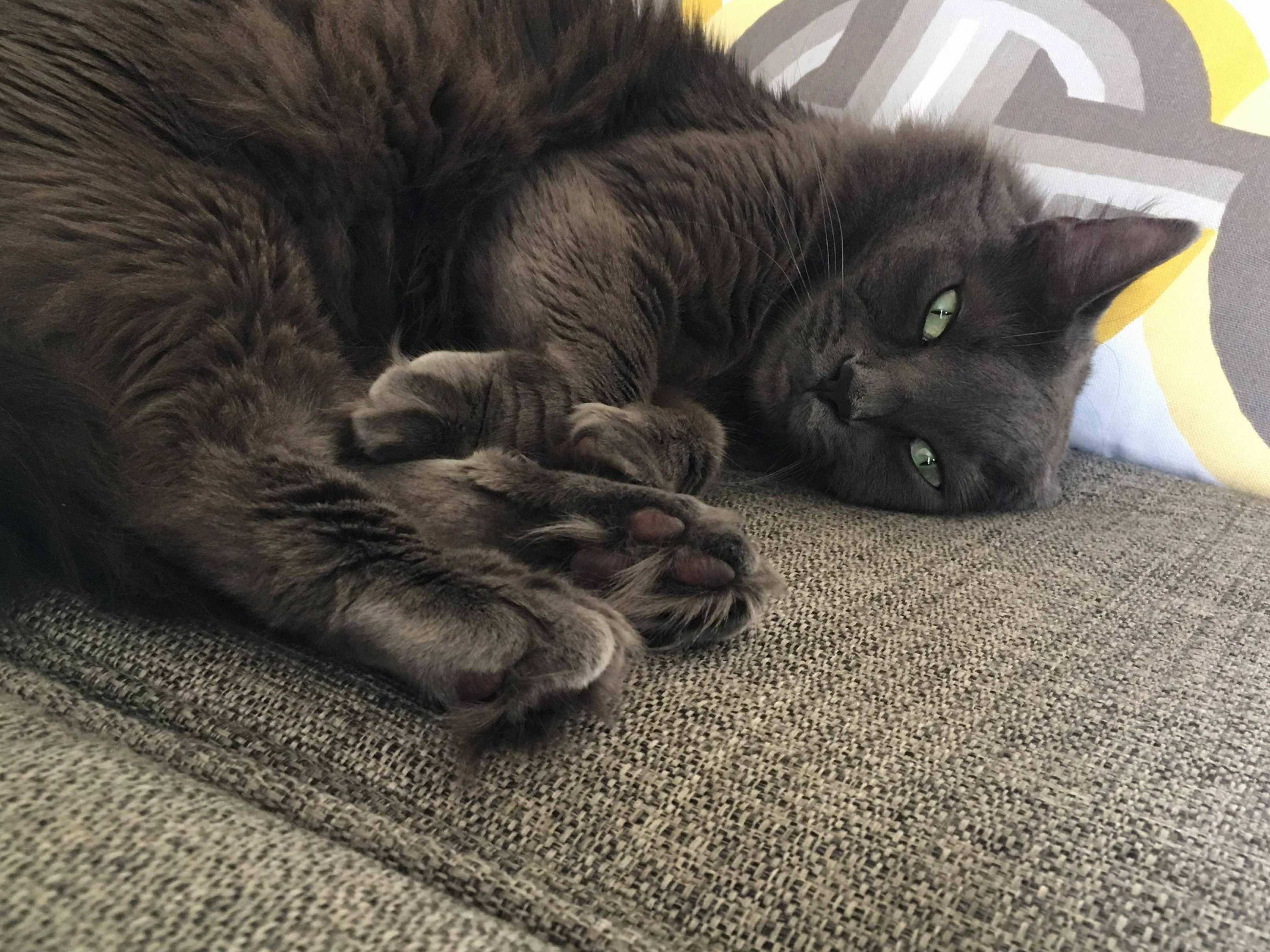 My Boyfriends Sweet Sleepy Floof Is Curled Up Next to Me