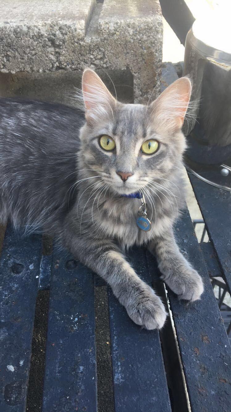 My Cat Is Like the Cat Version of a Wolf