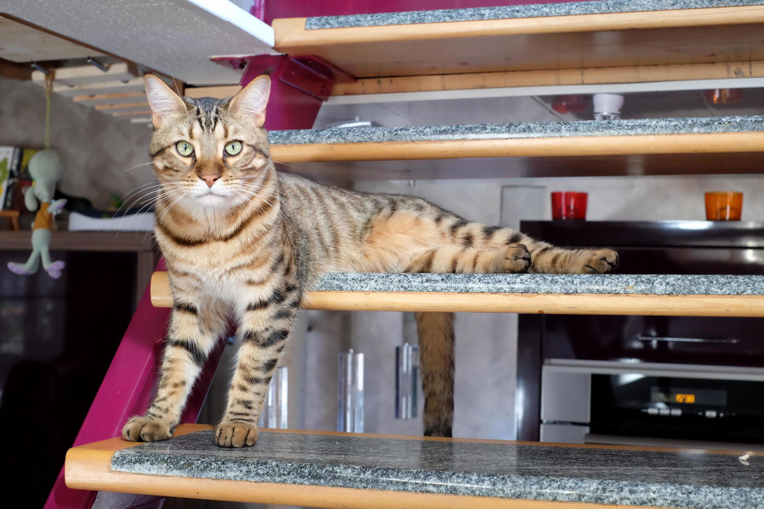 My Cat Is Too Big for My Stairs
