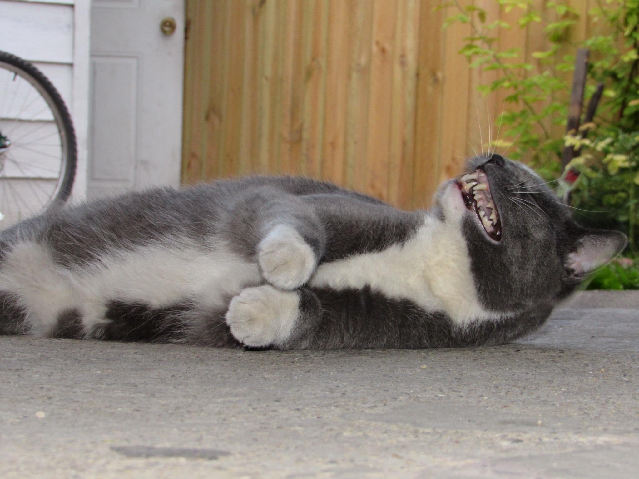 My Cat Looking Like Hes Laughing.