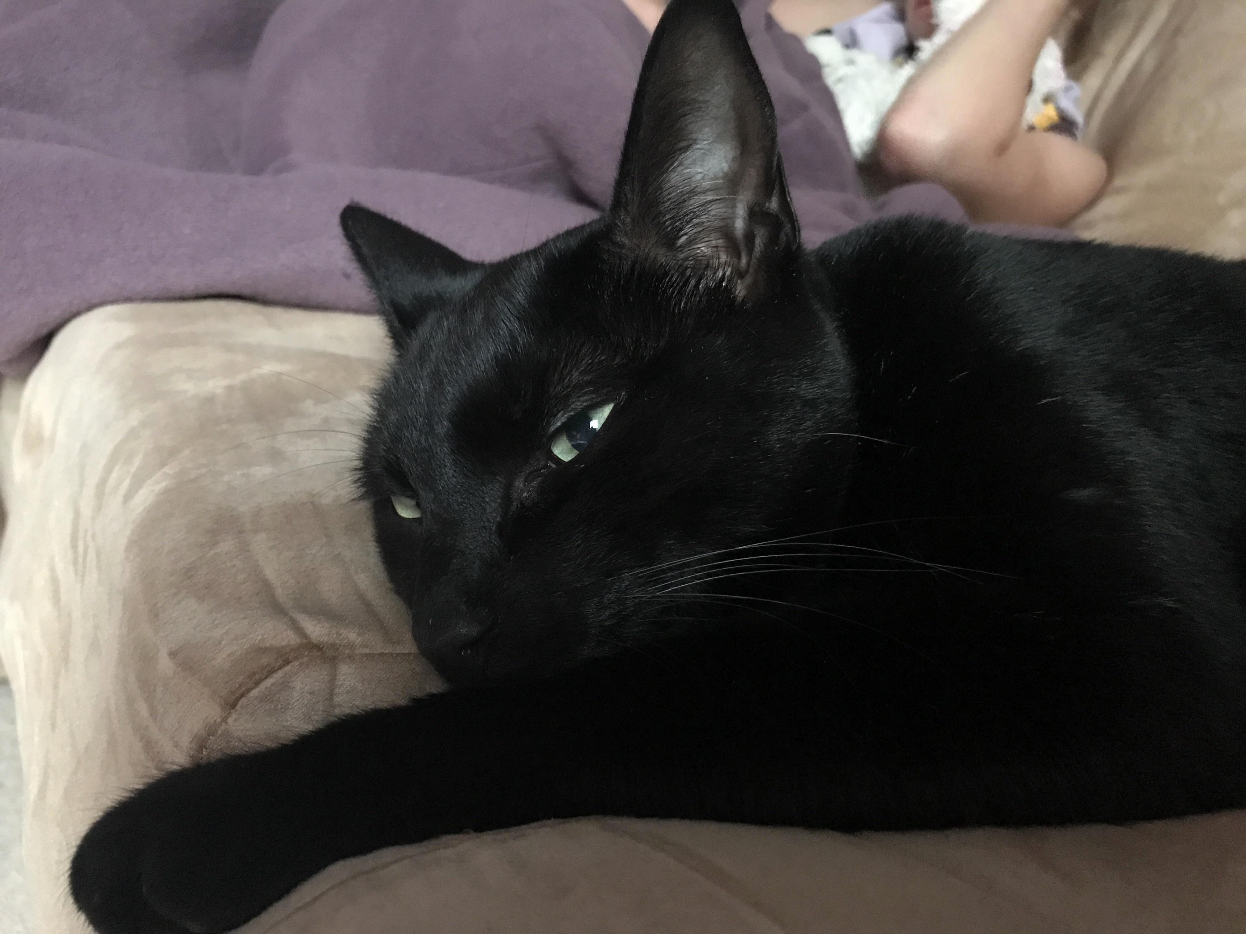 My Cat Looking Like Toothless from How to Train Your Dragon.