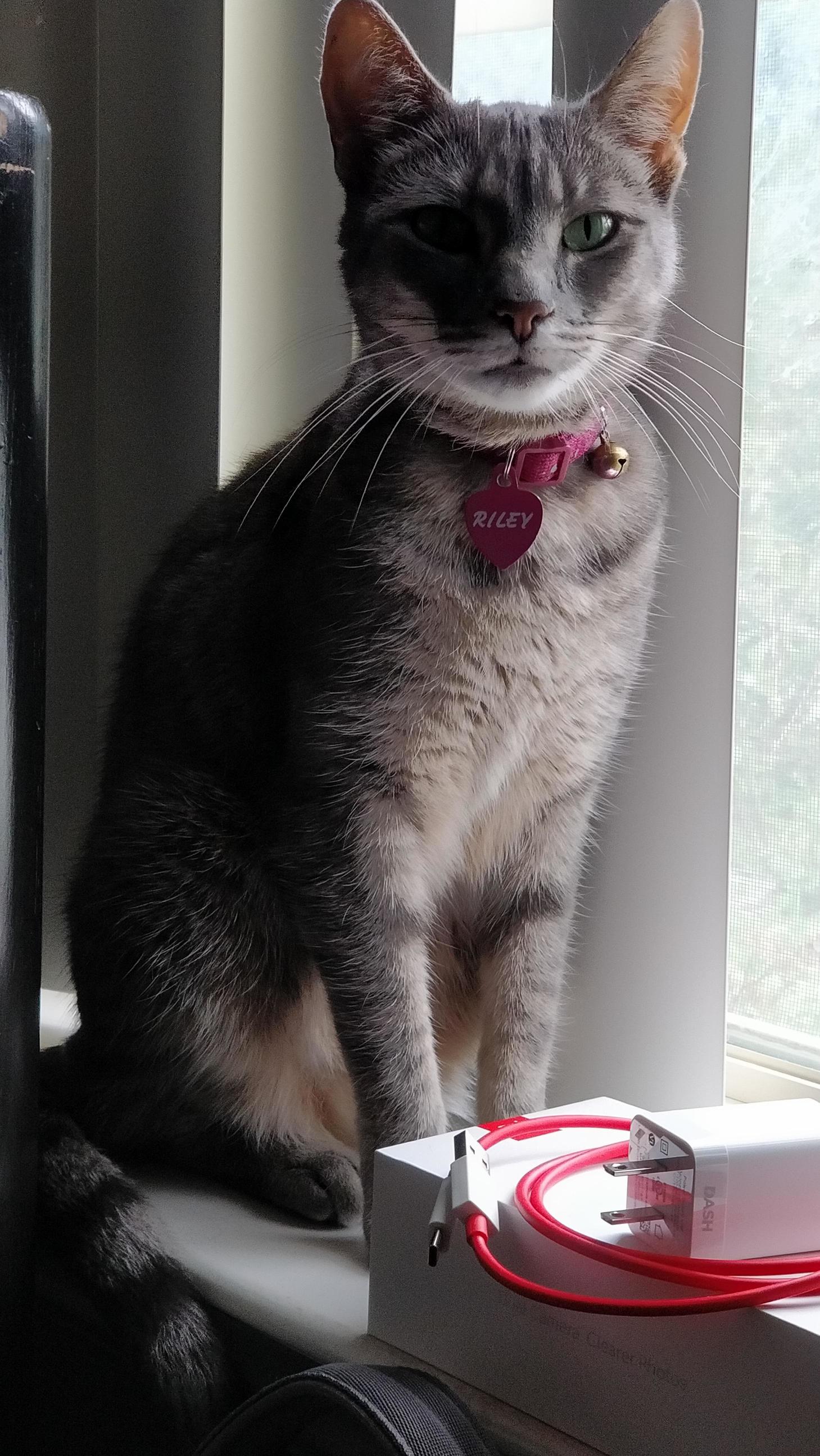 My Cat Looks Hella Good.